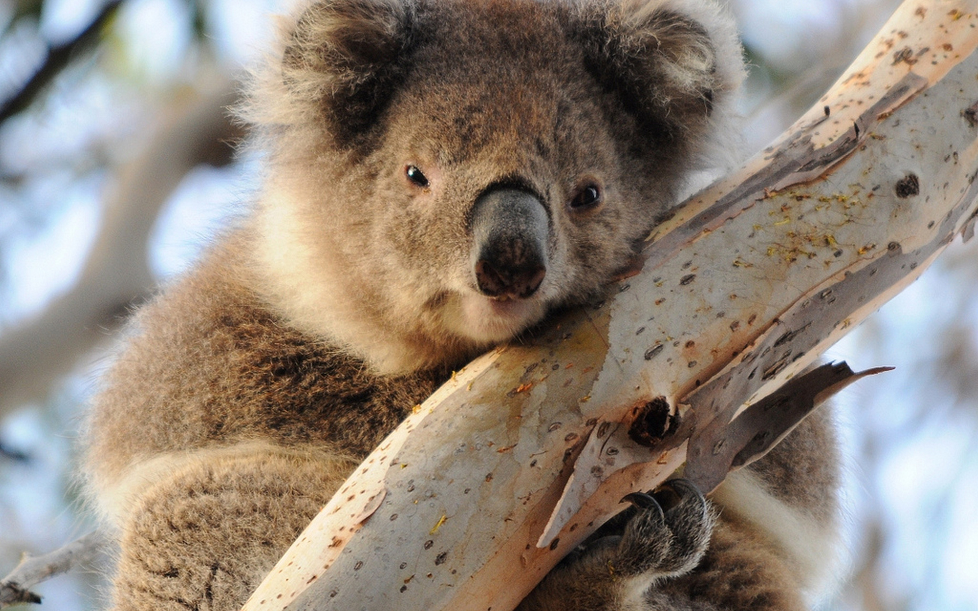 Wallpapers koala muzzle paws on the desktop