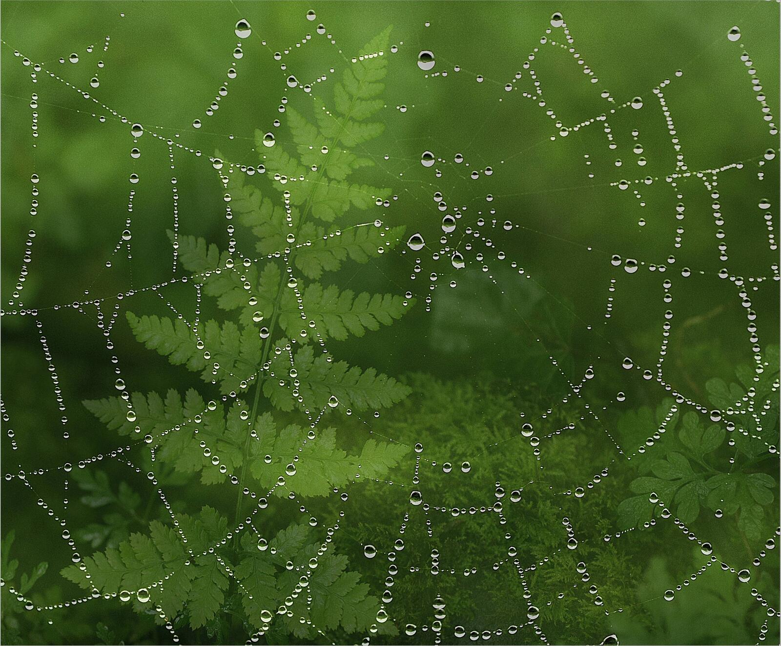 Wallpapers plants dew spider web on the desktop