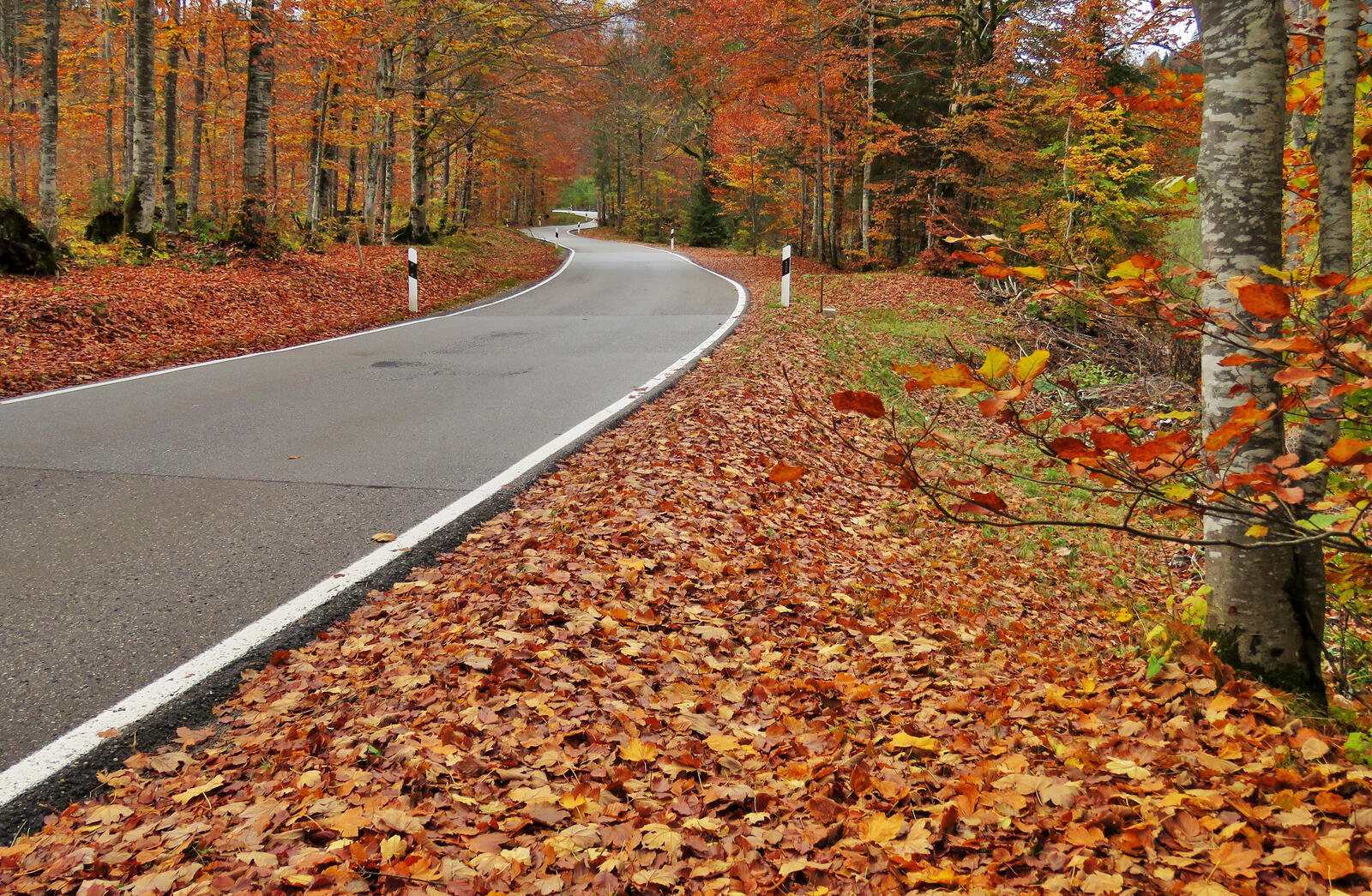 Wallpapers autumn forest landscape road in the forest on the desktop