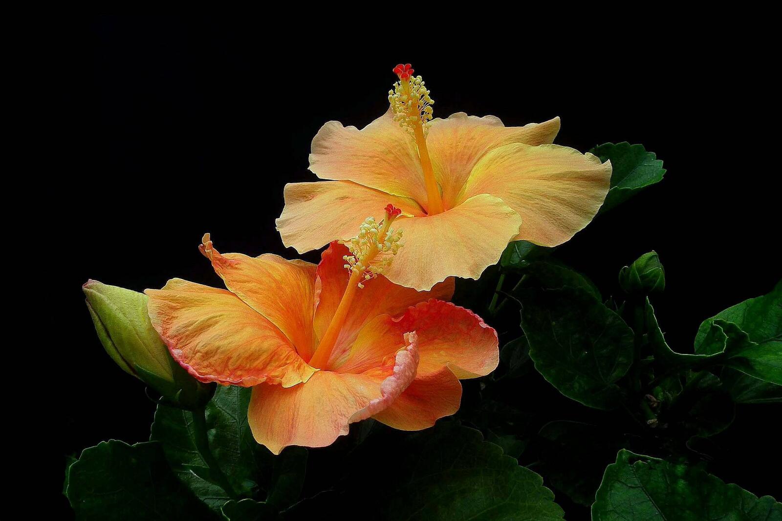 Wallpapers hibiscus yellow flowers flowers on the desktop