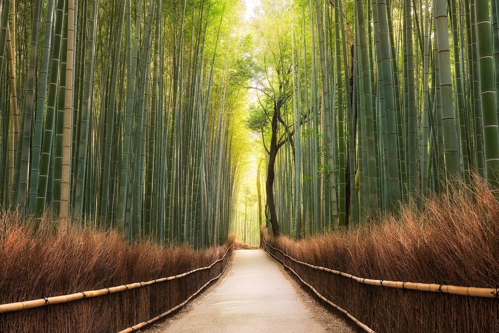 桌面上的壁纸京都 日本 竹子