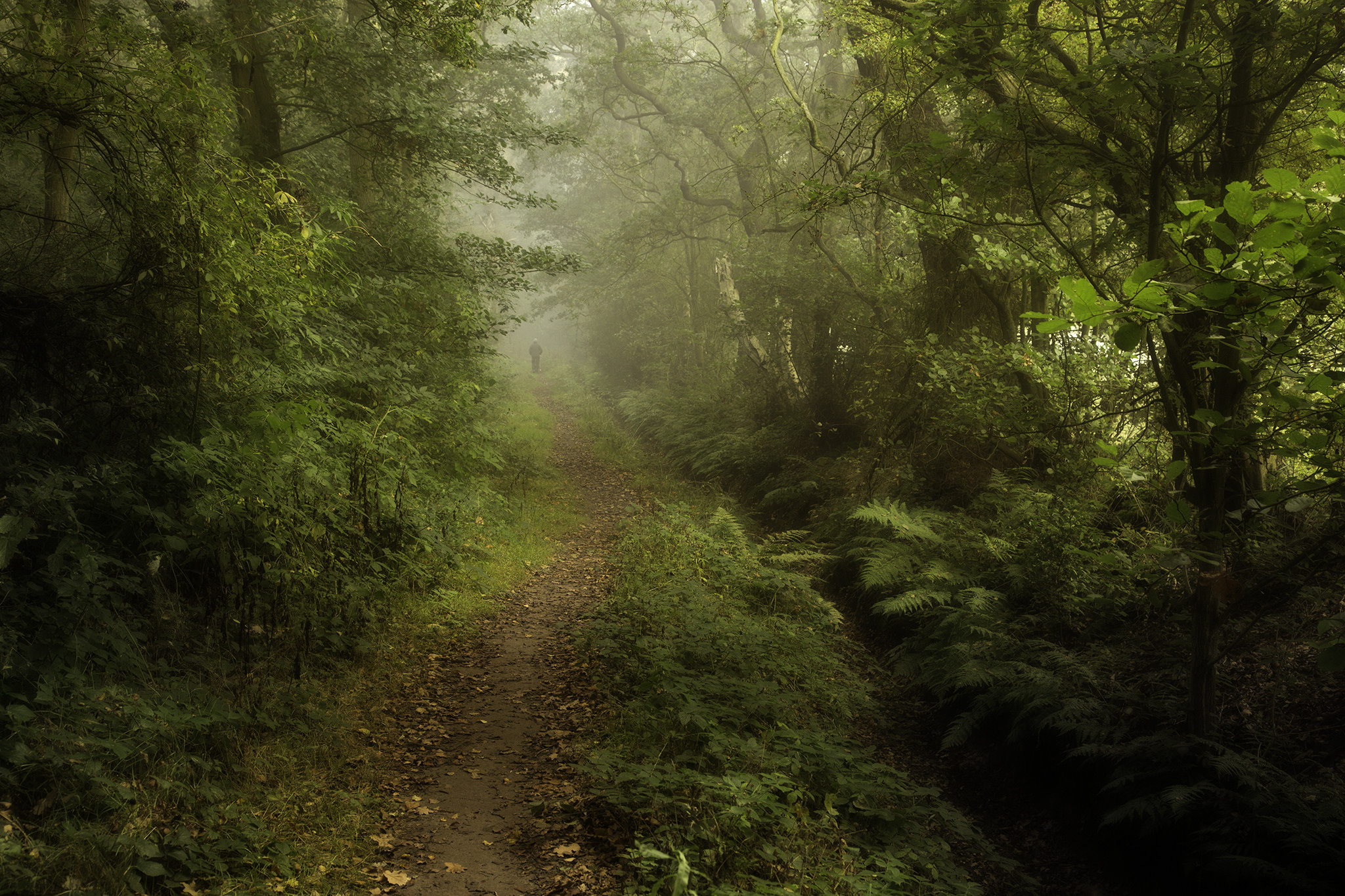 Неведомые тропинки. Туманный лес с тропинкой. Лесная дорога. Тропинка в лесу. Лесная тропа в тумане.