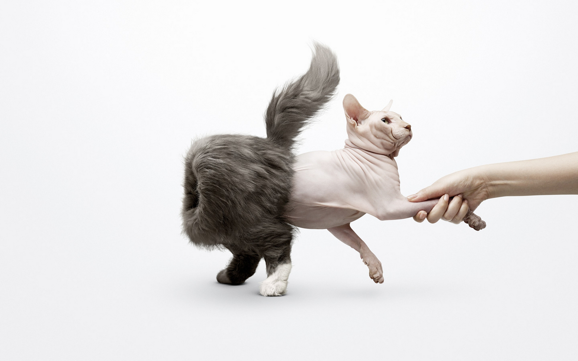 Фото бесплатно кошка, вывернутая, из волосатой