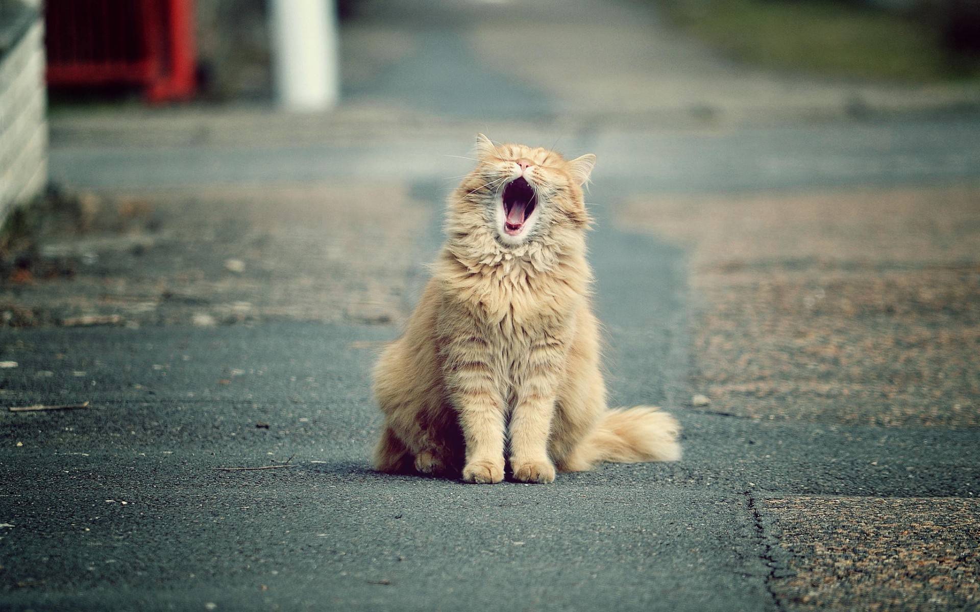 Wallpapers cat red yawns on the desktop