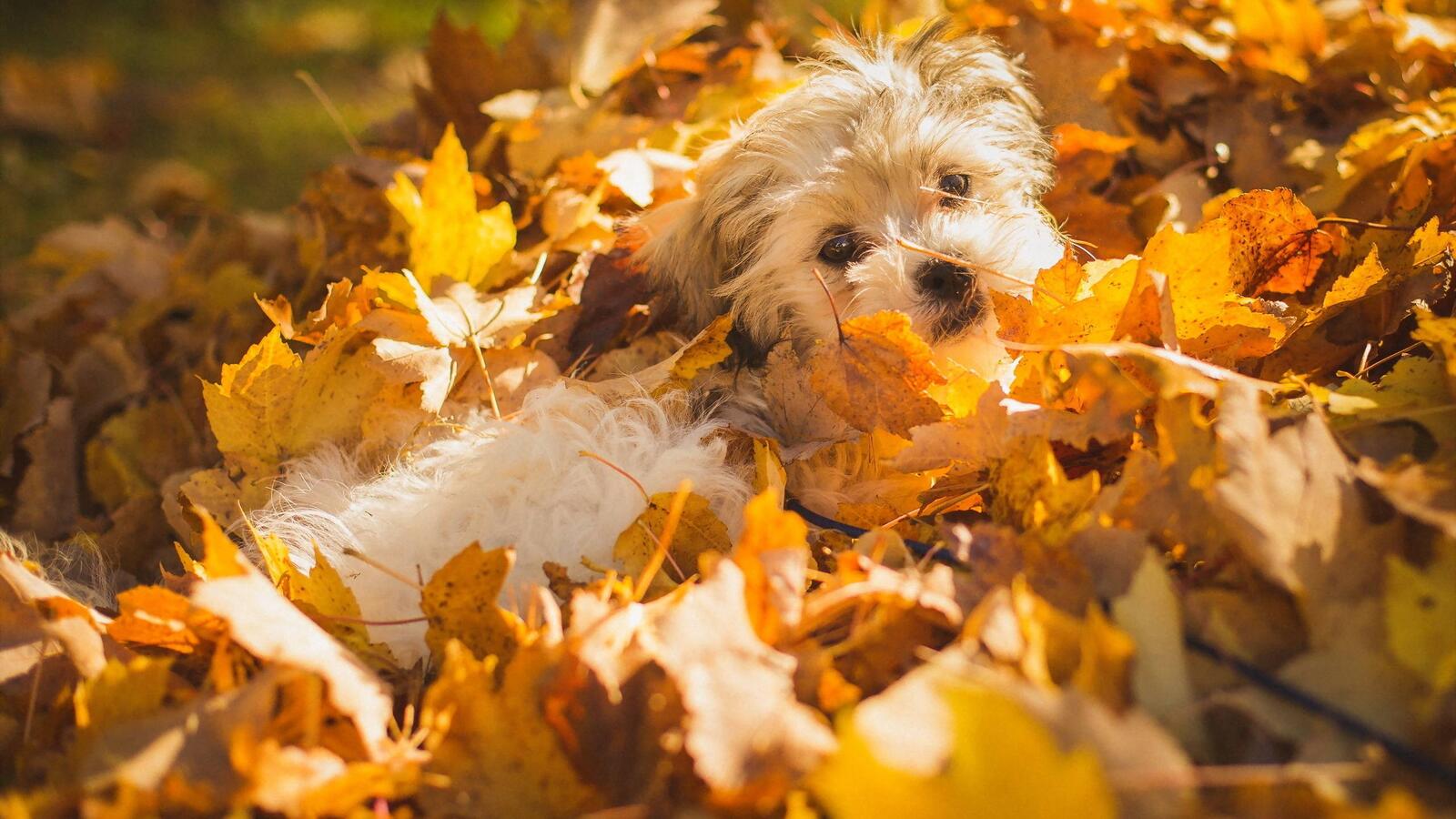 Wallpapers dog leaf fall maple leaves on the desktop