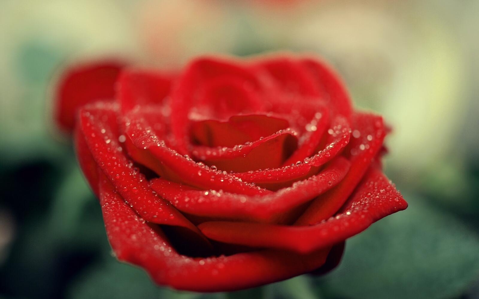 Обои роза роса красный на рабочий стол