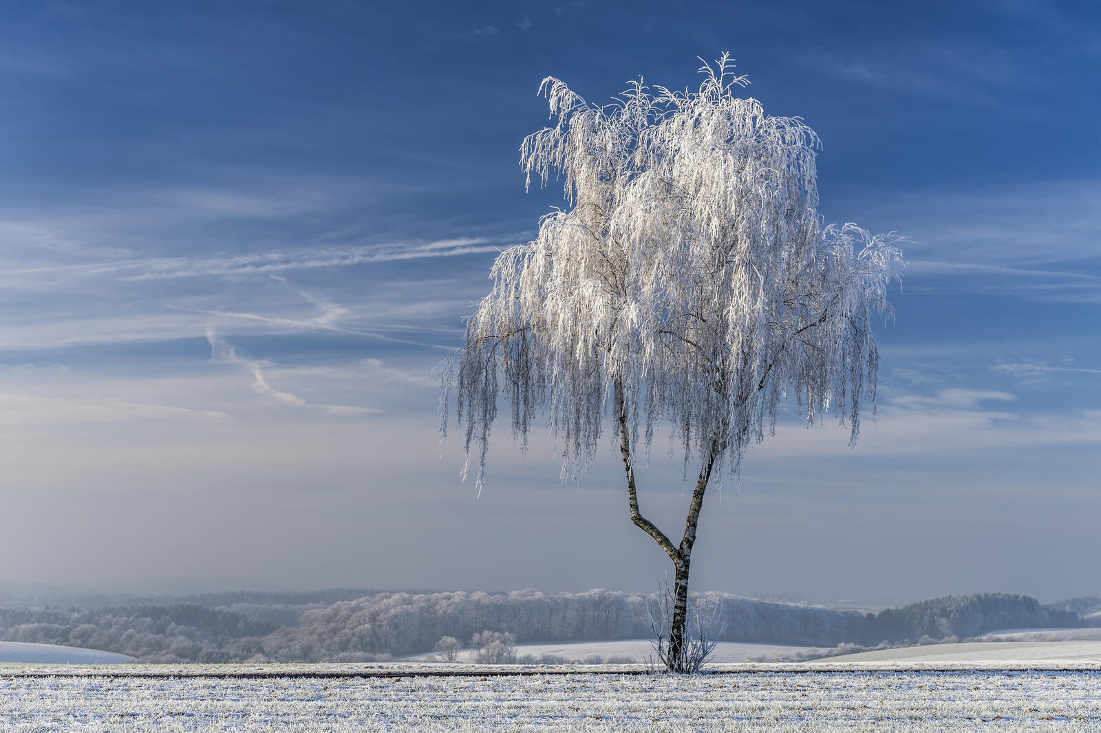 Обои зима поле дерево на рабочий стол