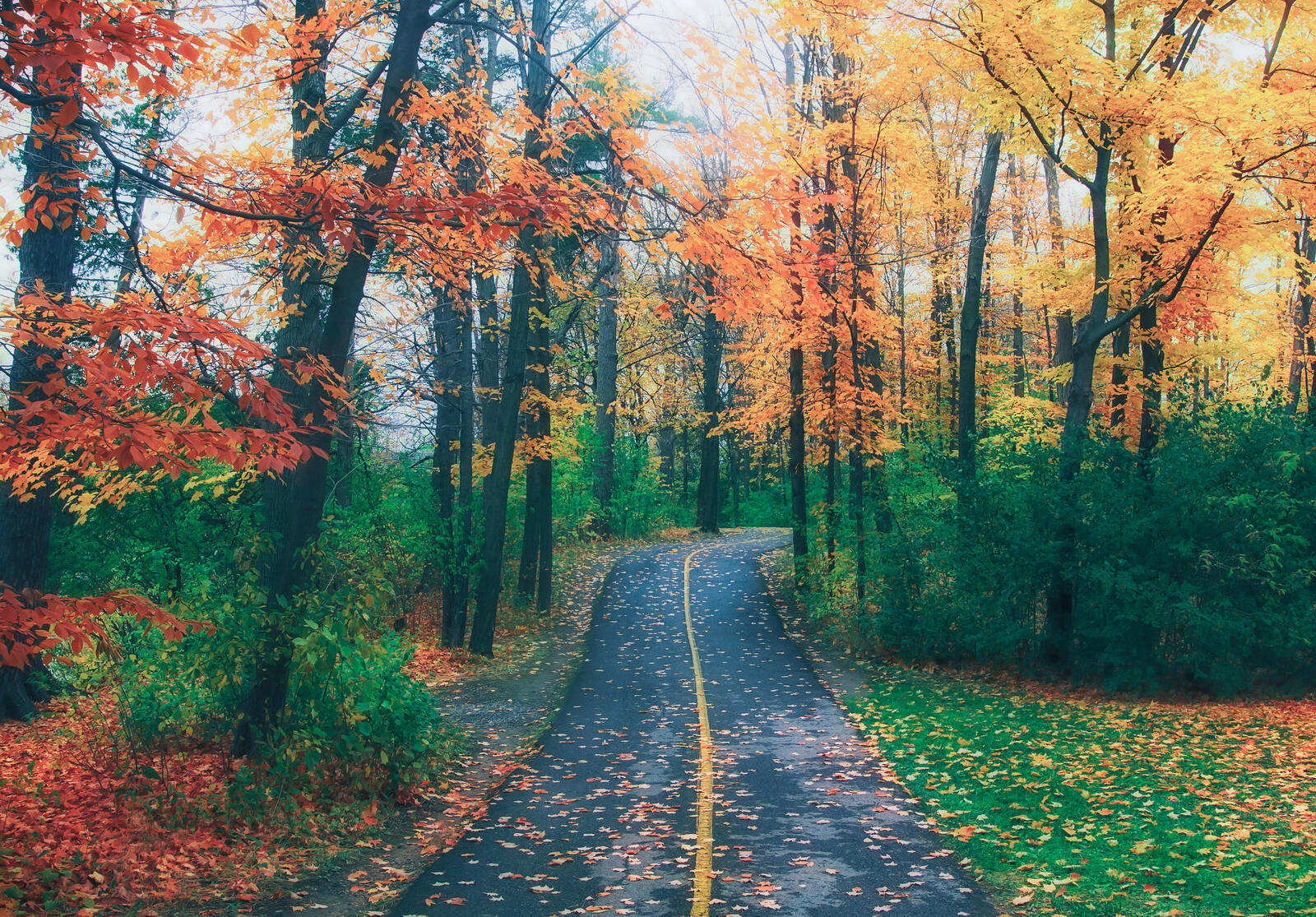 Wallpapers forest autumn forest road marking on the desktop