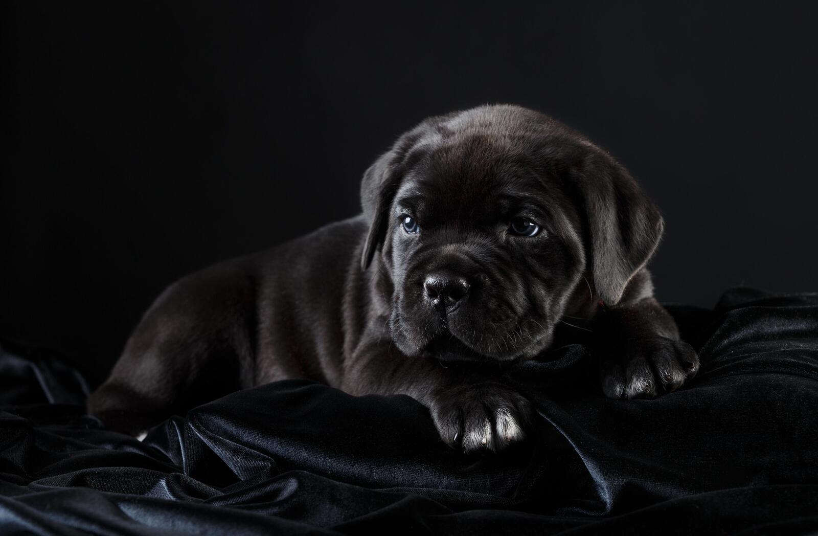 Wallpapers black puppy cane Corso on the desktop