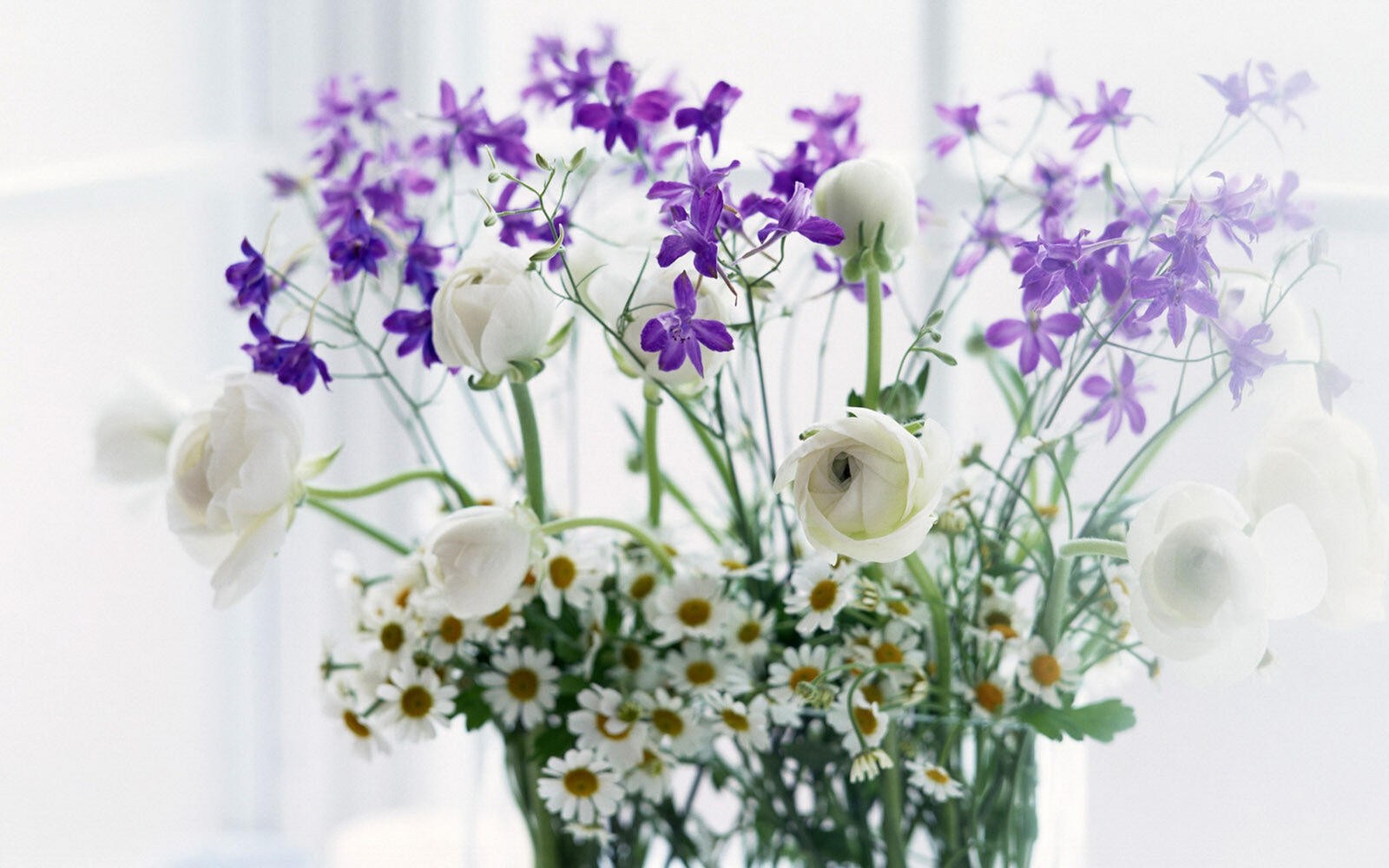 Wallpapers vase daisies flowers field on the desktop