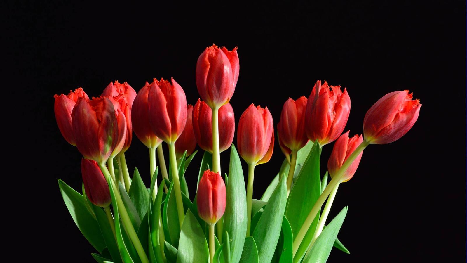 Обои тюльпан тюльпаны цветы на рабочий стол