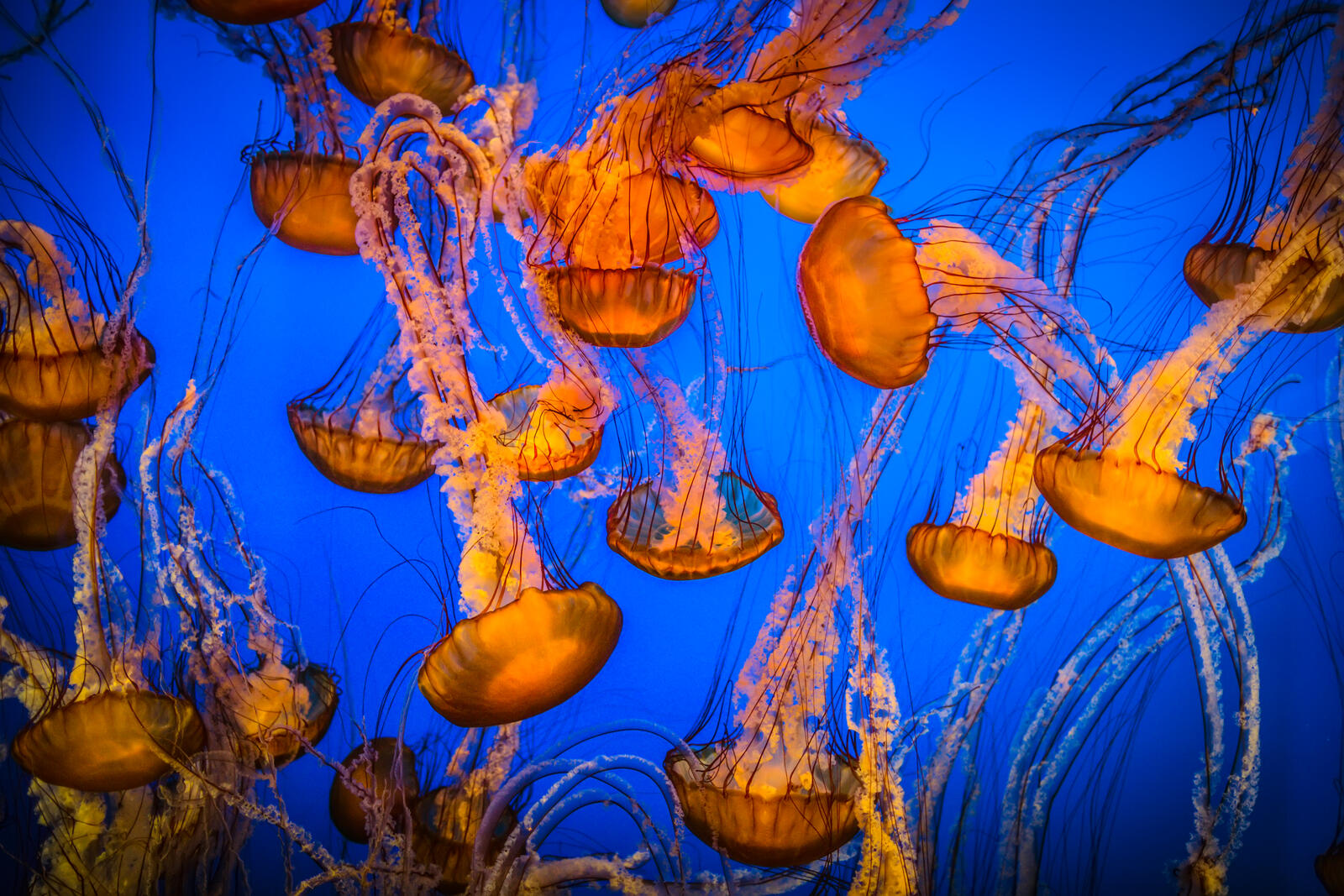Wallpapers sea jellyfish nature on the desktop