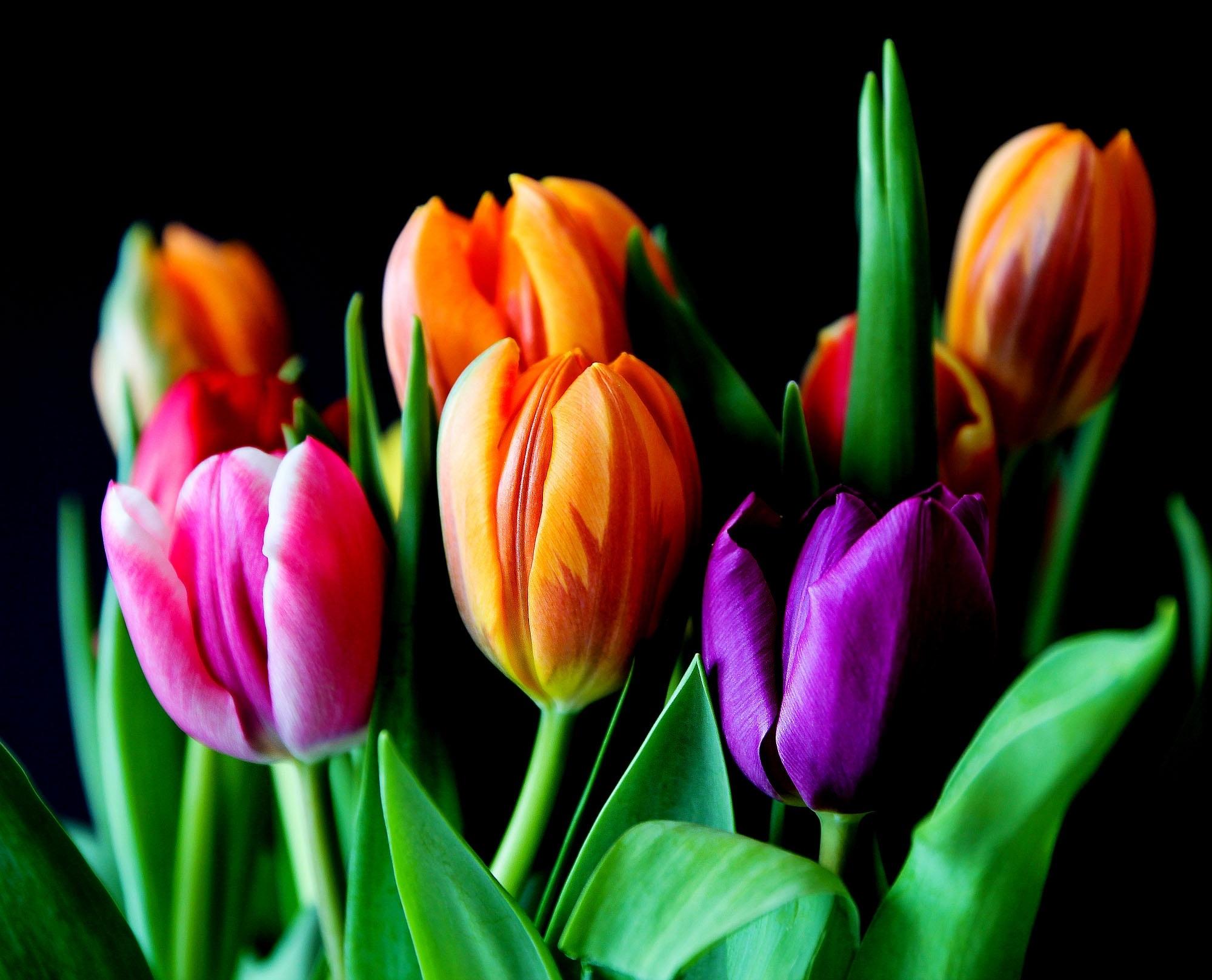 Wallpapers tulips flora colored on the desktop