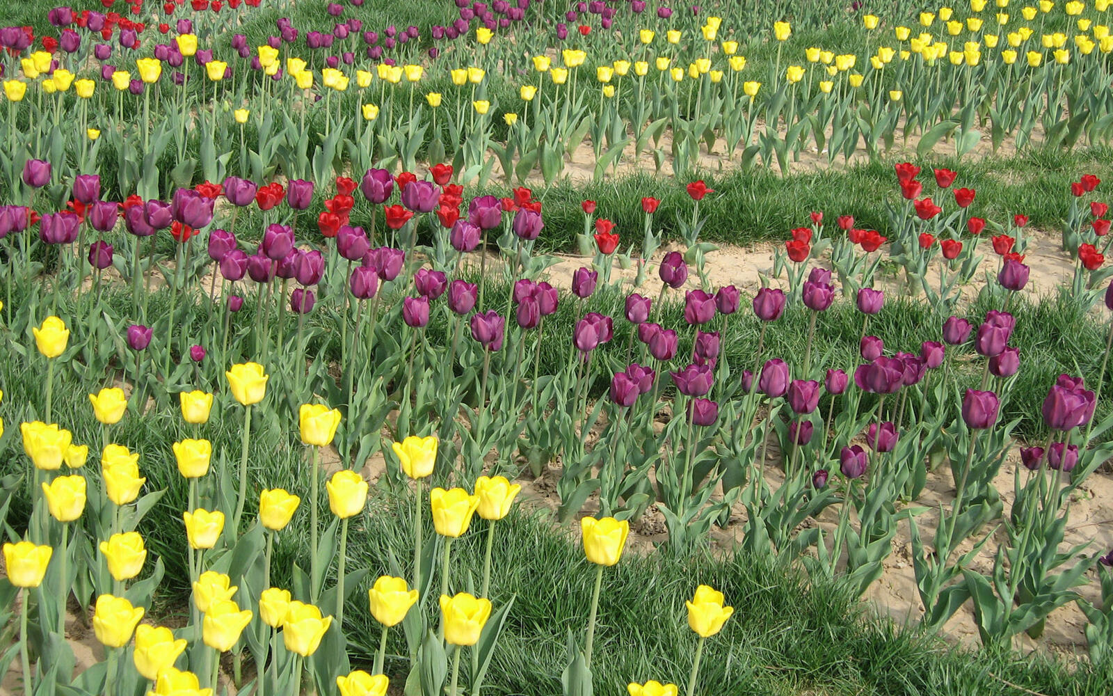 Обои поле тюльпаны разноцветные на рабочий стол