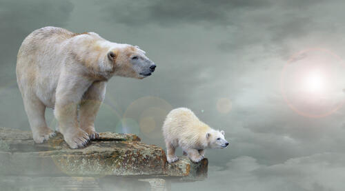 Фото белый медведь, арт без регистрации
