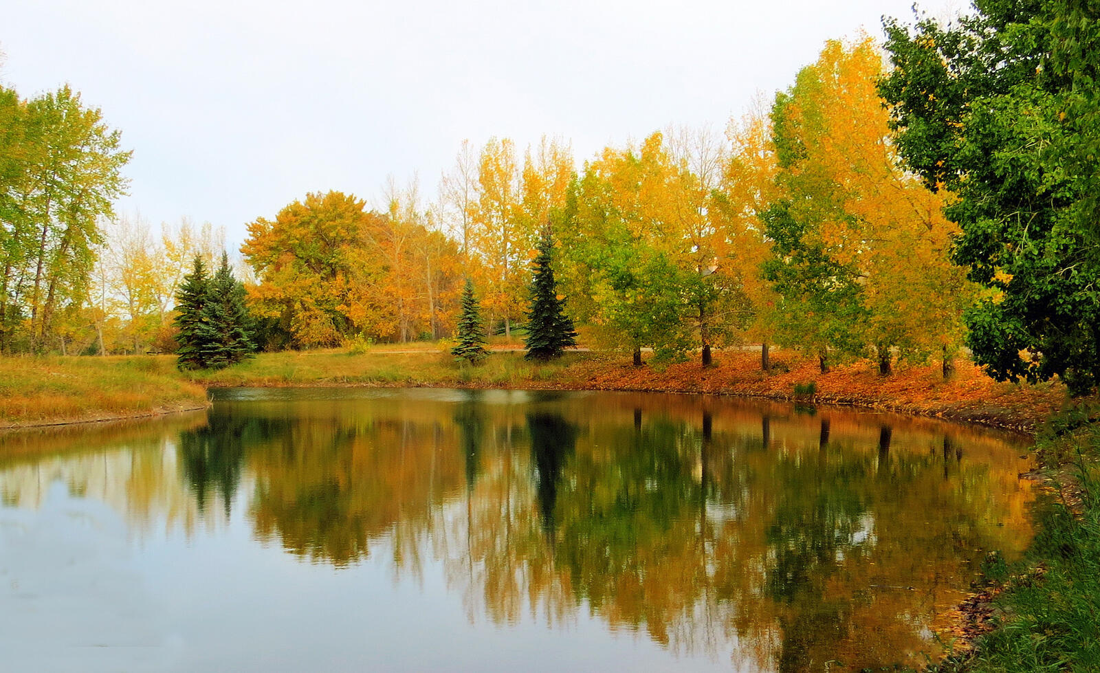 Wallpapers landscape trees yellow foliage on the desktop