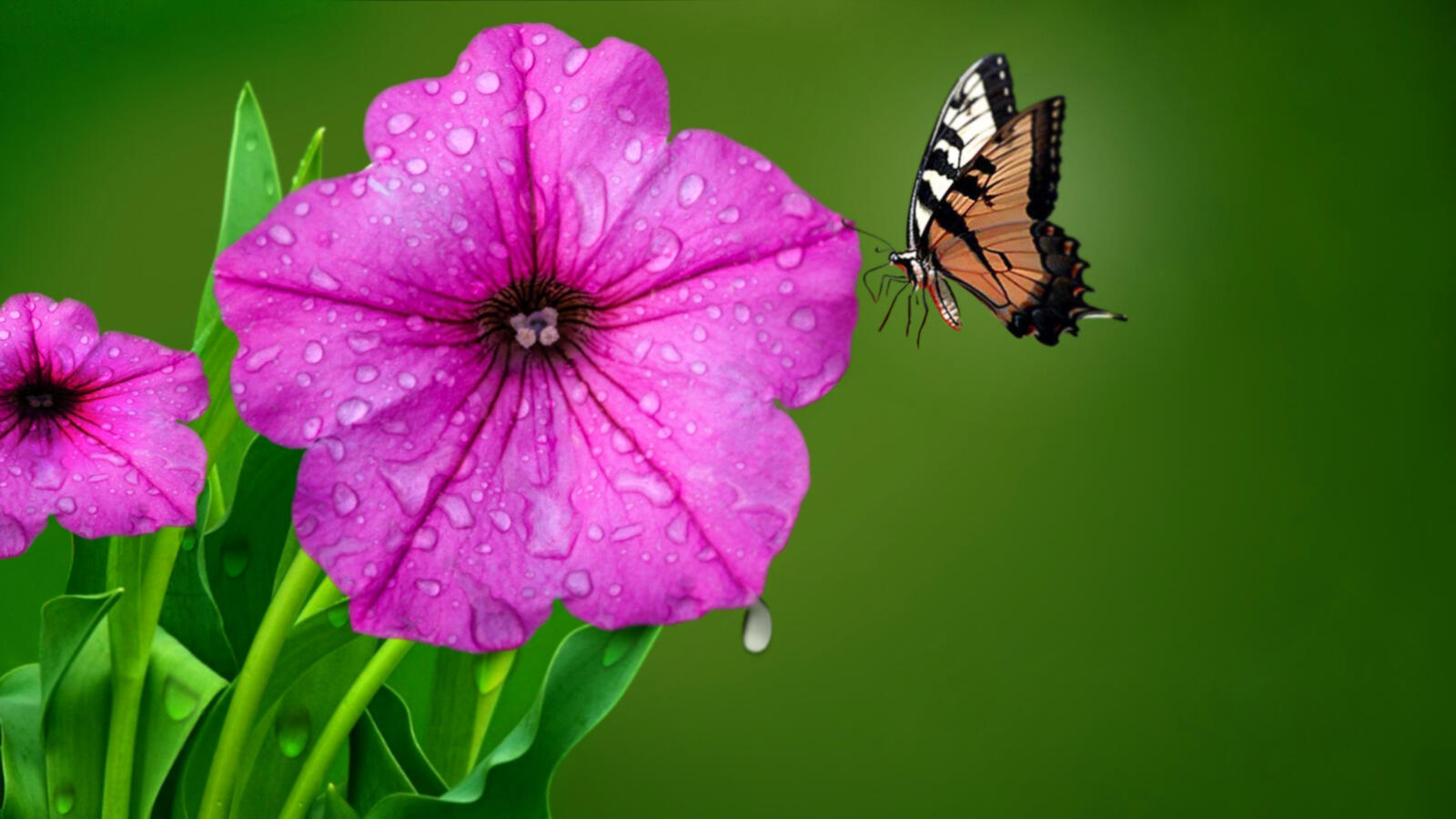 Wallpapers Pink flowers butterfly nature on the desktop