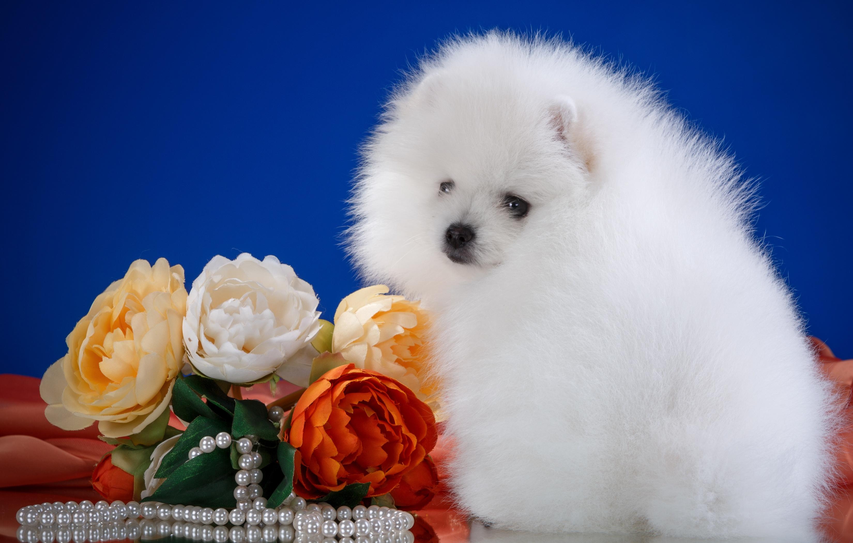 Фото бесплатно белая собака, белый, щенок