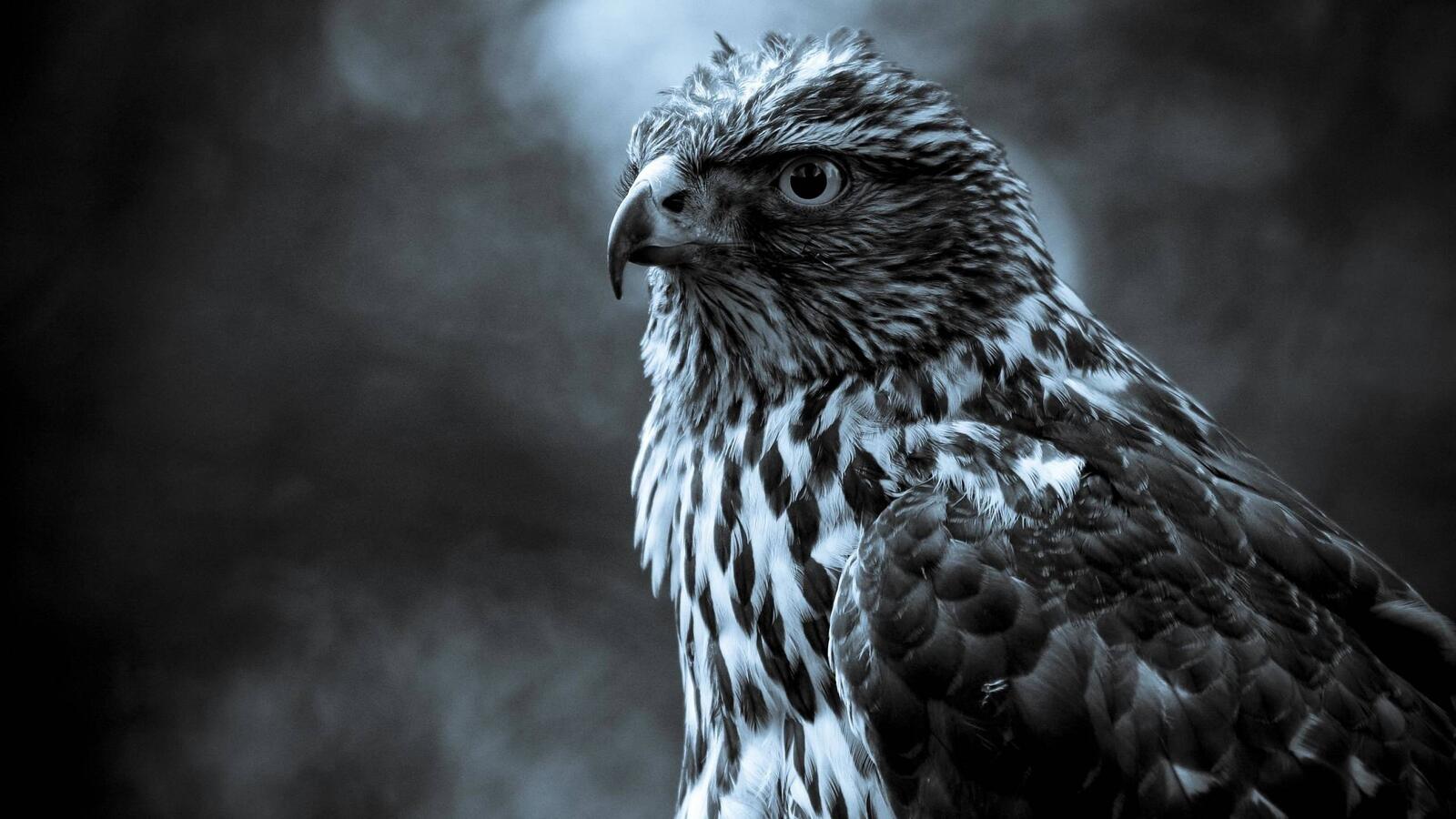 Wallpapers feathers falcon eyes on the desktop