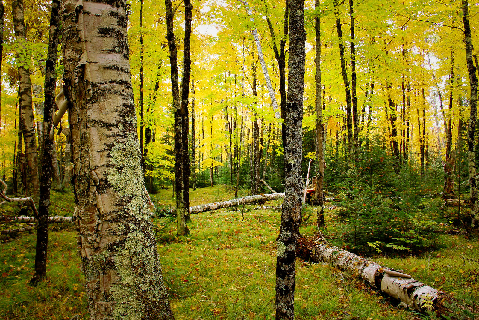 Обои природа осенний лес желтые листья на рабочий стол