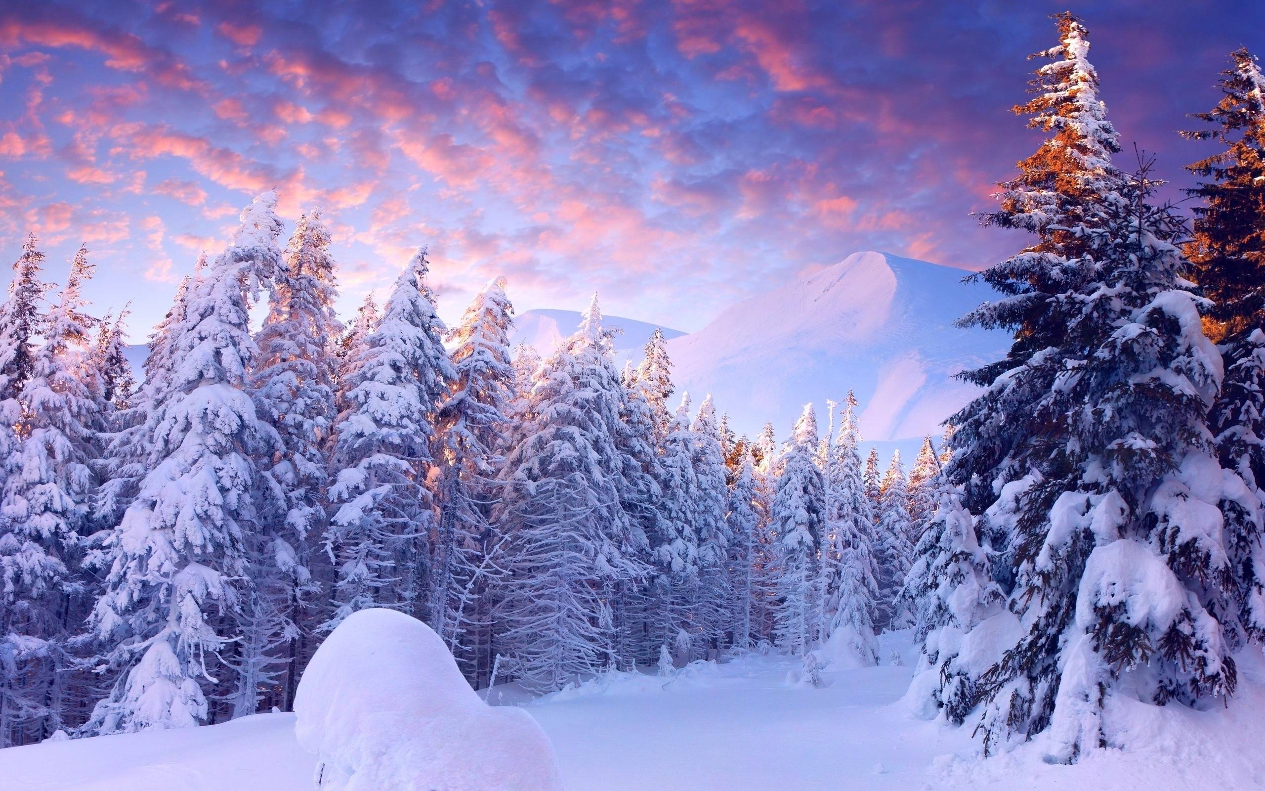 Wallpapers winter forest snowdrifts trees on the desktop