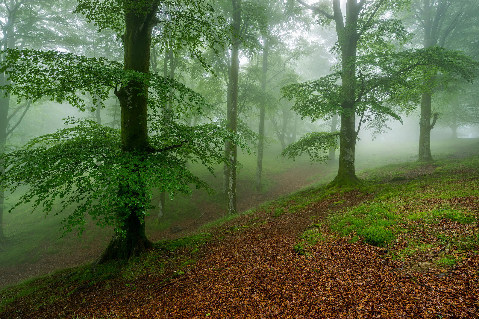 Wallpapers forest bad visibility fog on the desktop