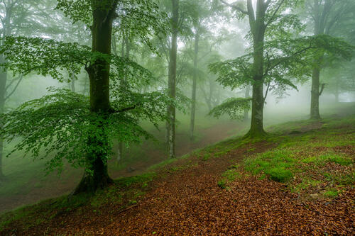 лес плохая видимость туман