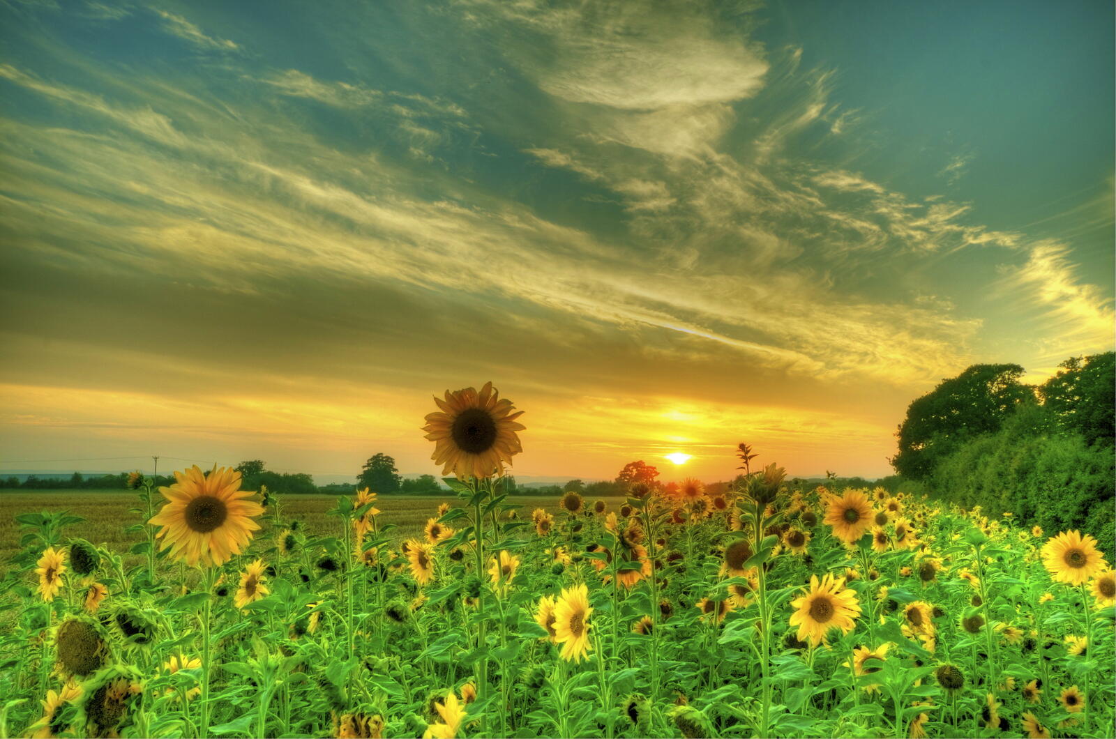 Wallpapers sunflower field darkens field on the desktop
