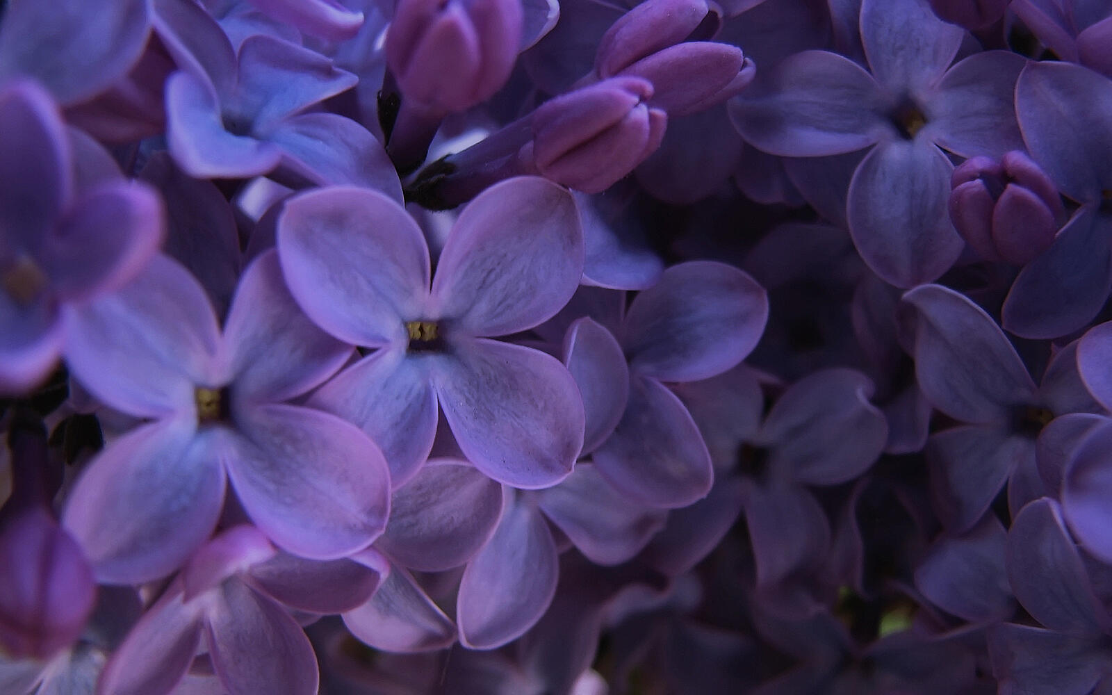 Wallpapers lilac flowers petals on the desktop