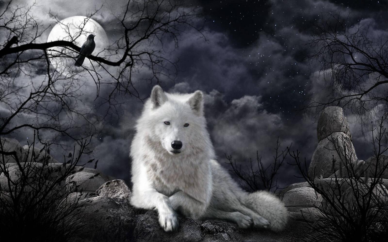 桌面上的壁纸晚上 月亮 狼