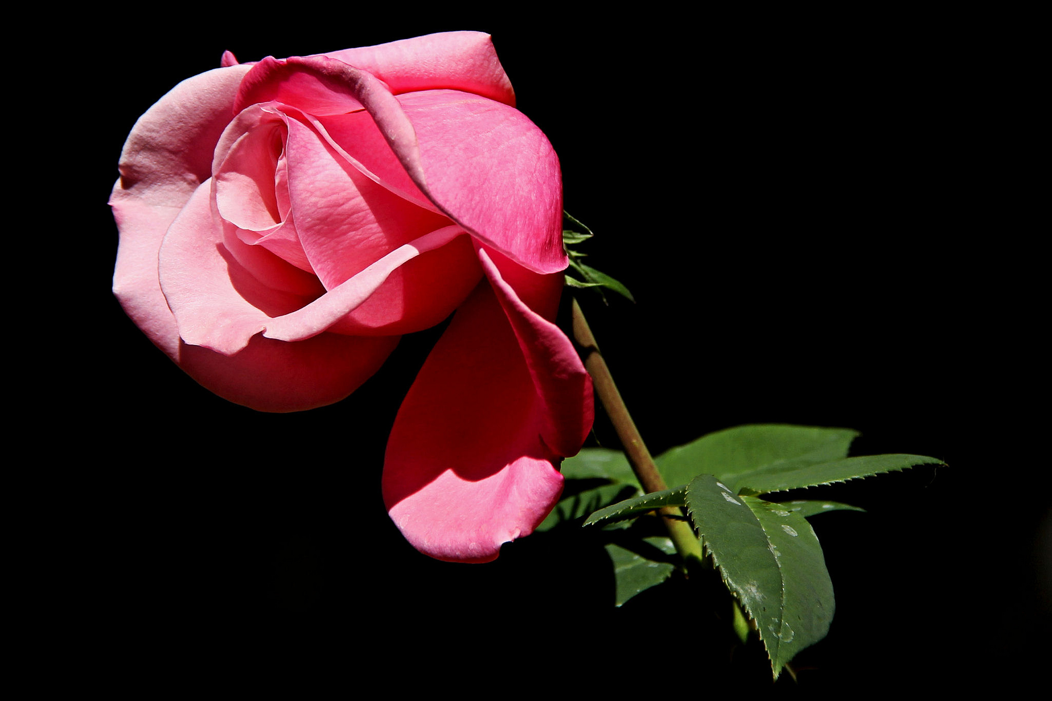 桌面上的壁纸玫瑰 孤芳 孤花
