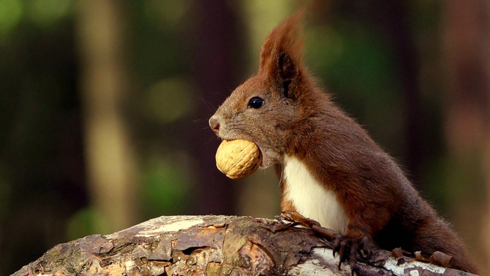 Wallpapers the squirrel and the nut in his mouth nut stone on the desktop
