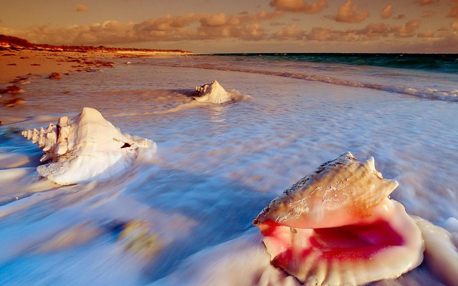 Wallpapers shore sand seashells on the desktop
