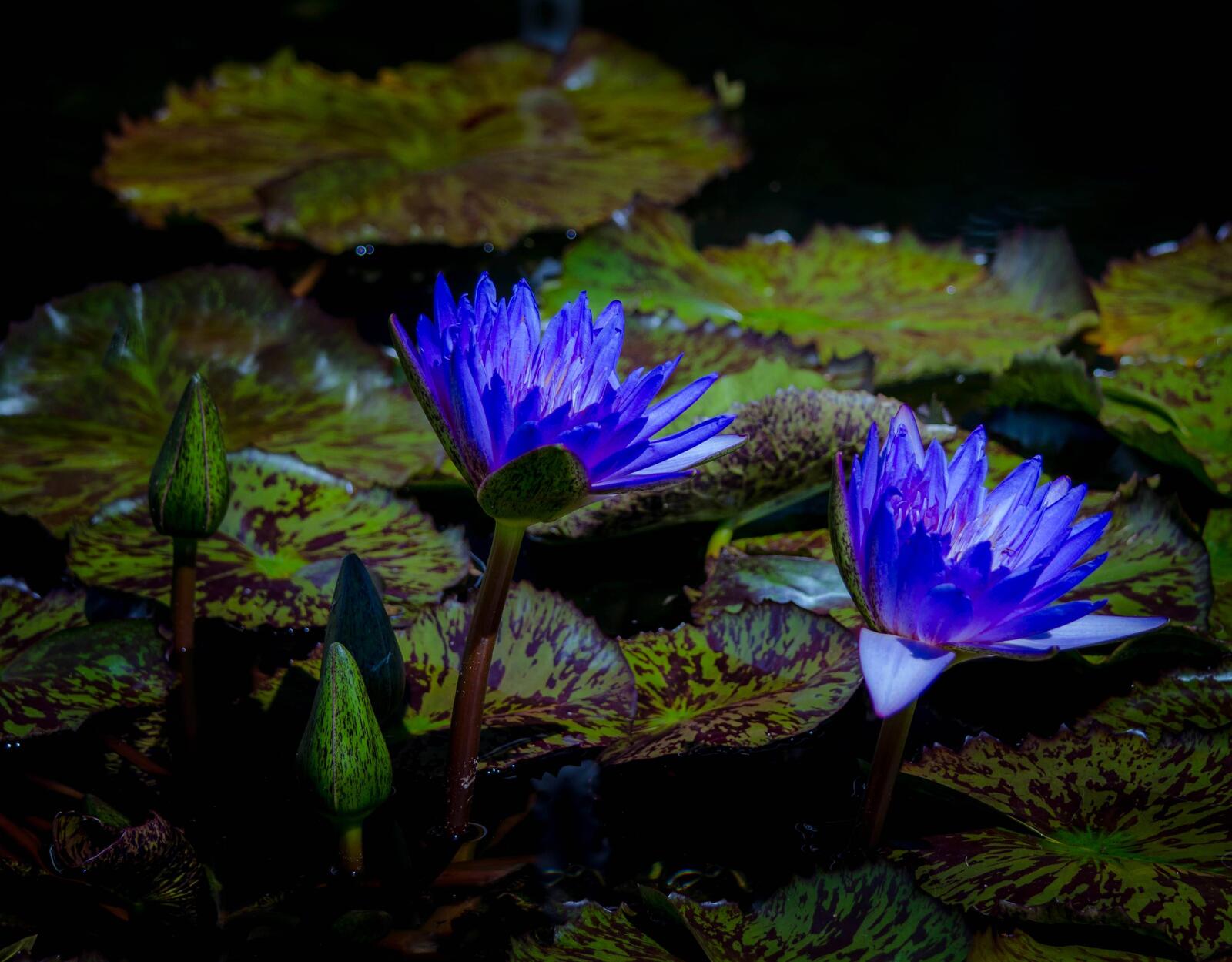 Wallpapers water lily flowers flora on the desktop