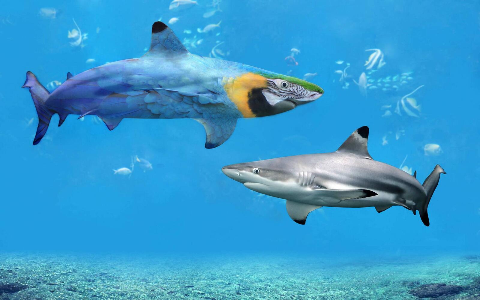 Wallpapers photoshop sea shark on the desktop