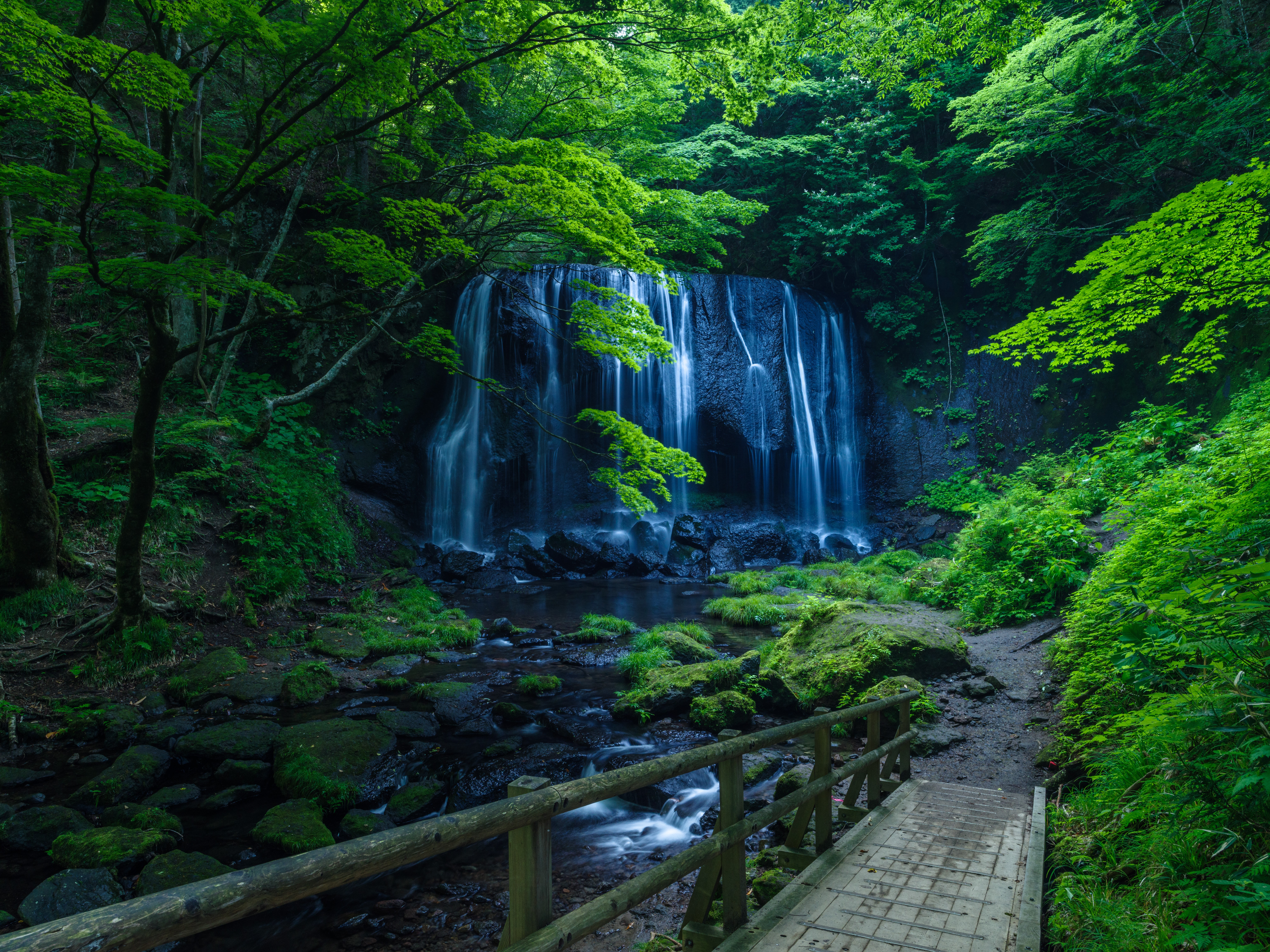 Фото бесплатно лес, деревья, деревянный мост