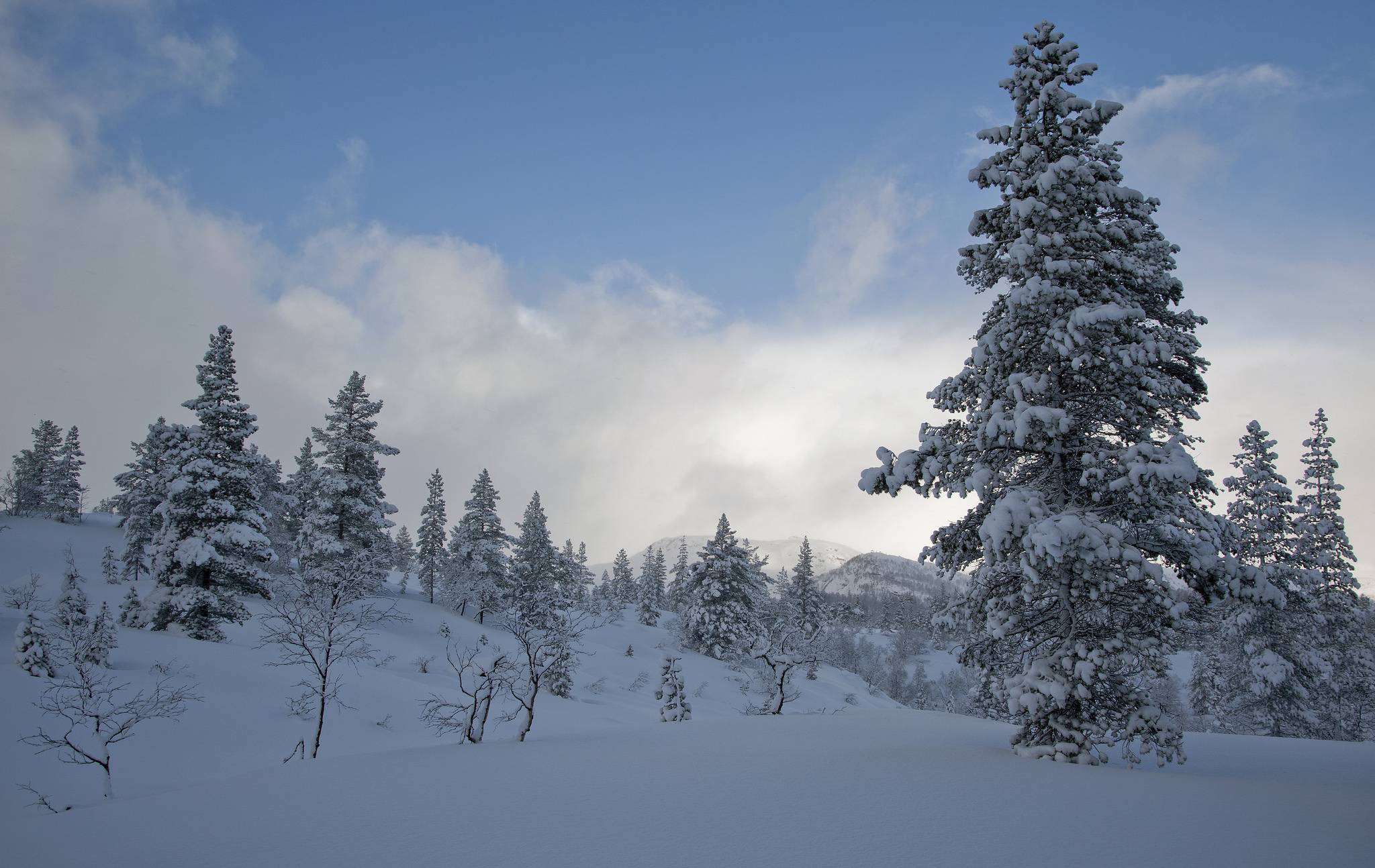 Фото бесплатно сугробы, зима, снег на деревьях