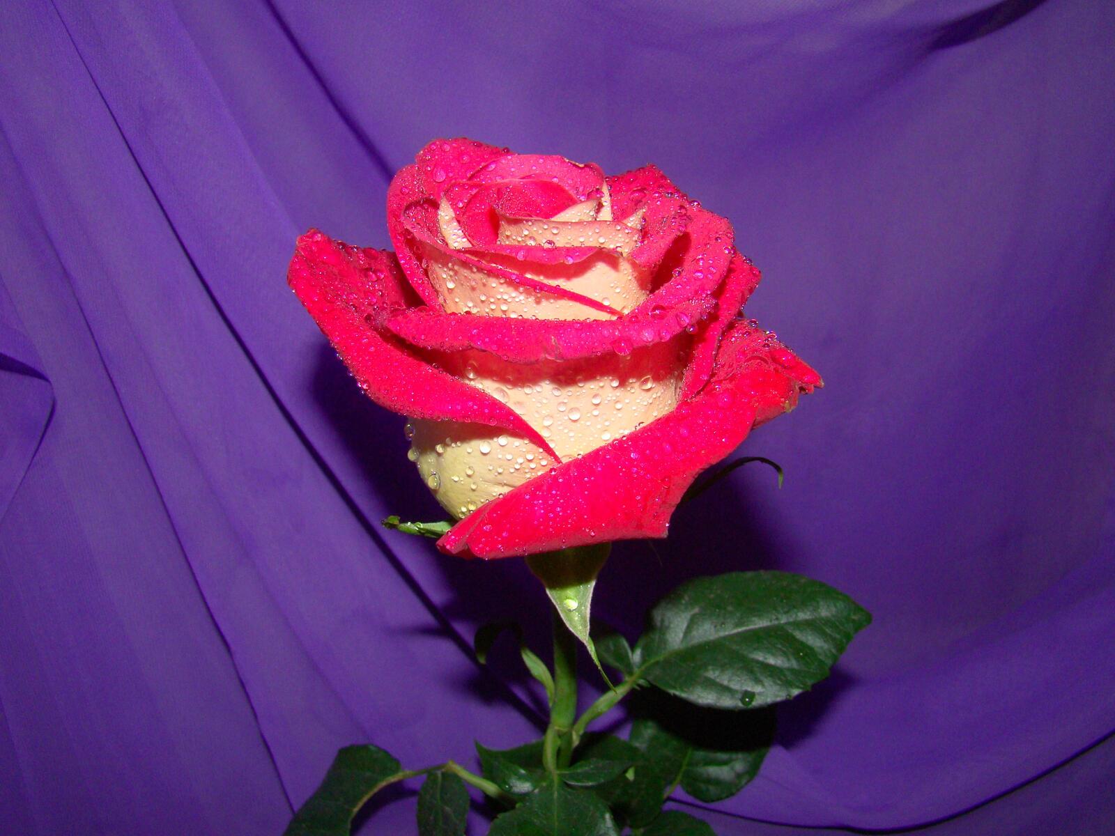 桌面上的壁纸花 红玫瑰花束 红蕾