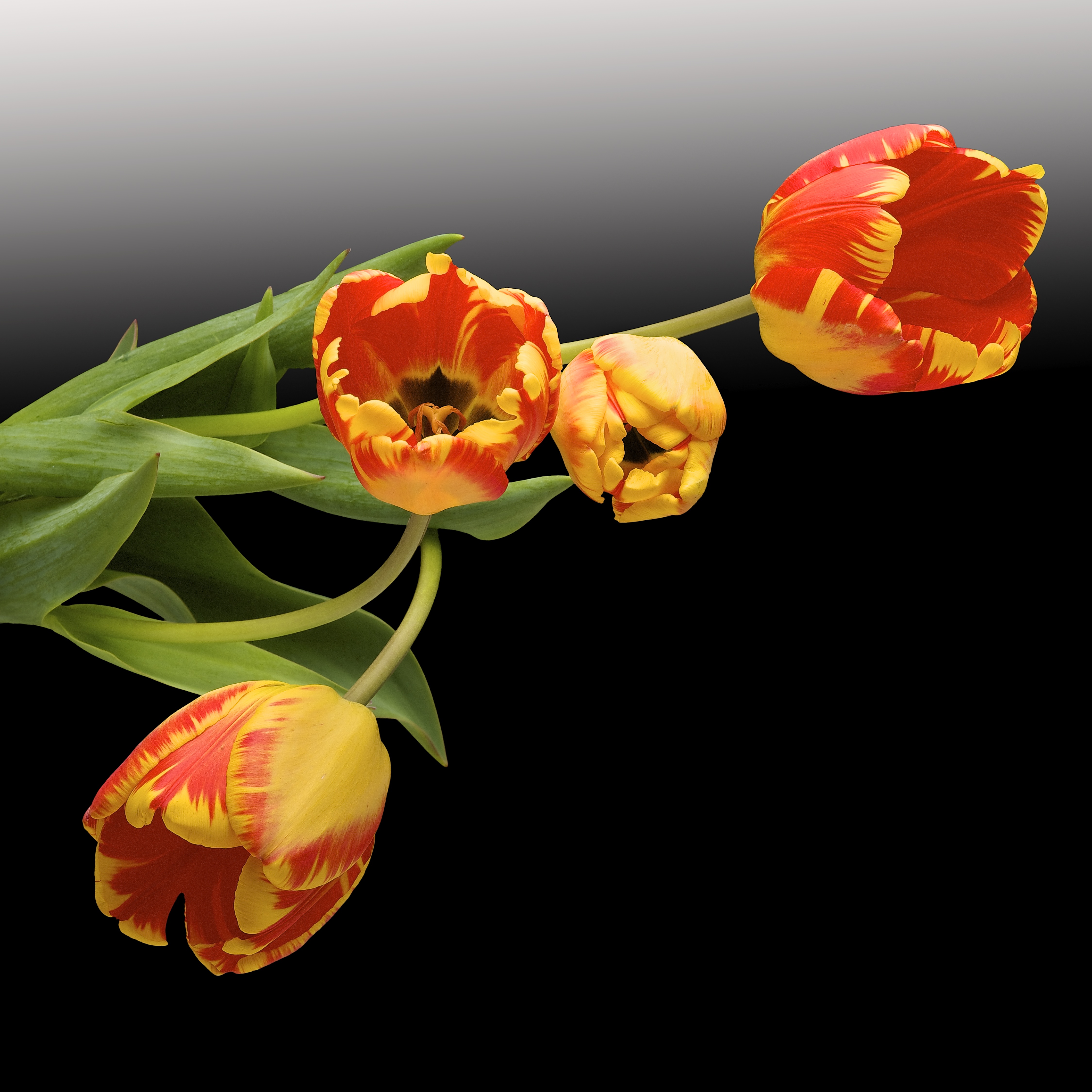 Обои черный фон тюльпаны флора на рабочий стол