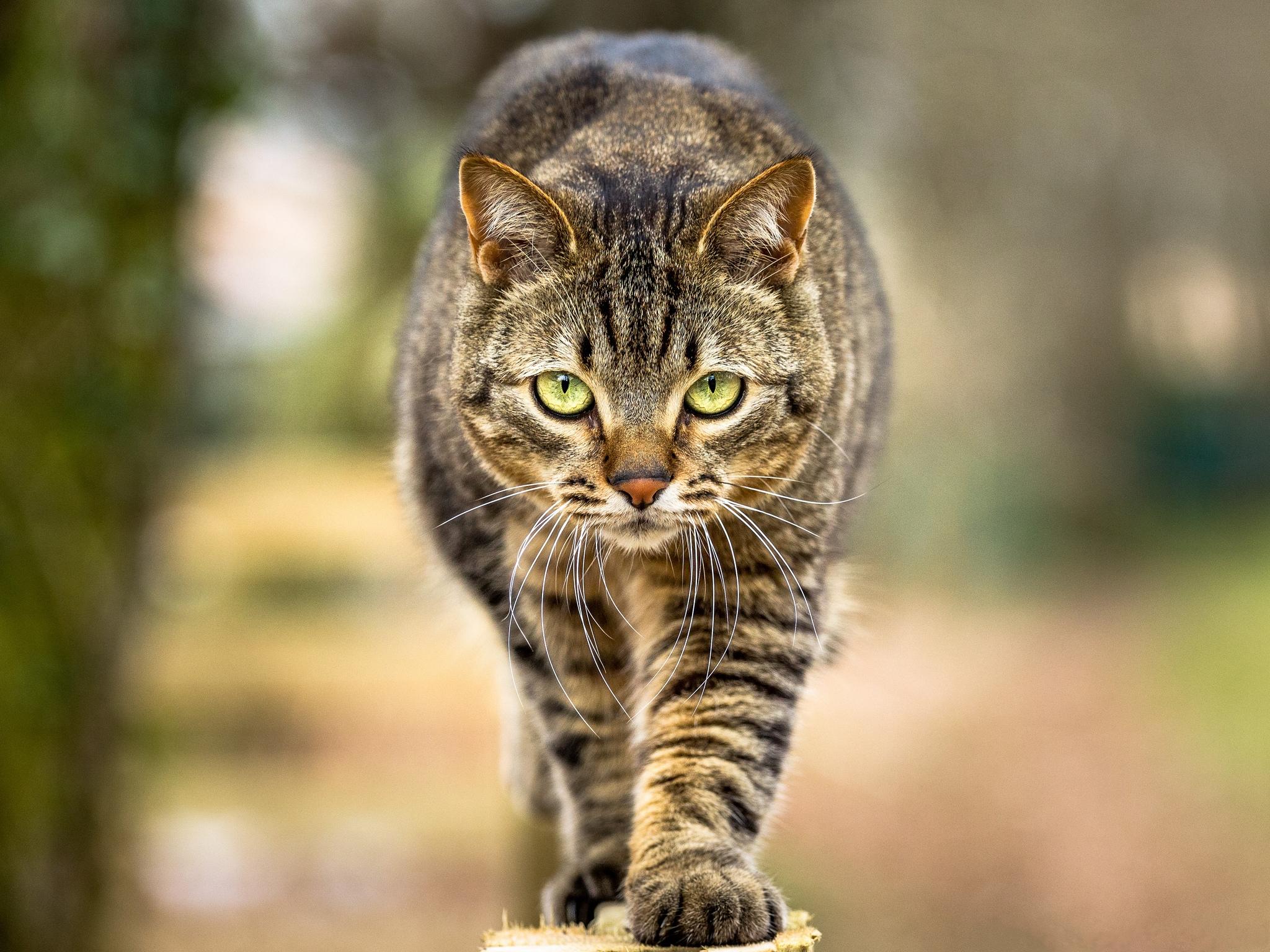 Кот идущий по забору · бесплатное фото