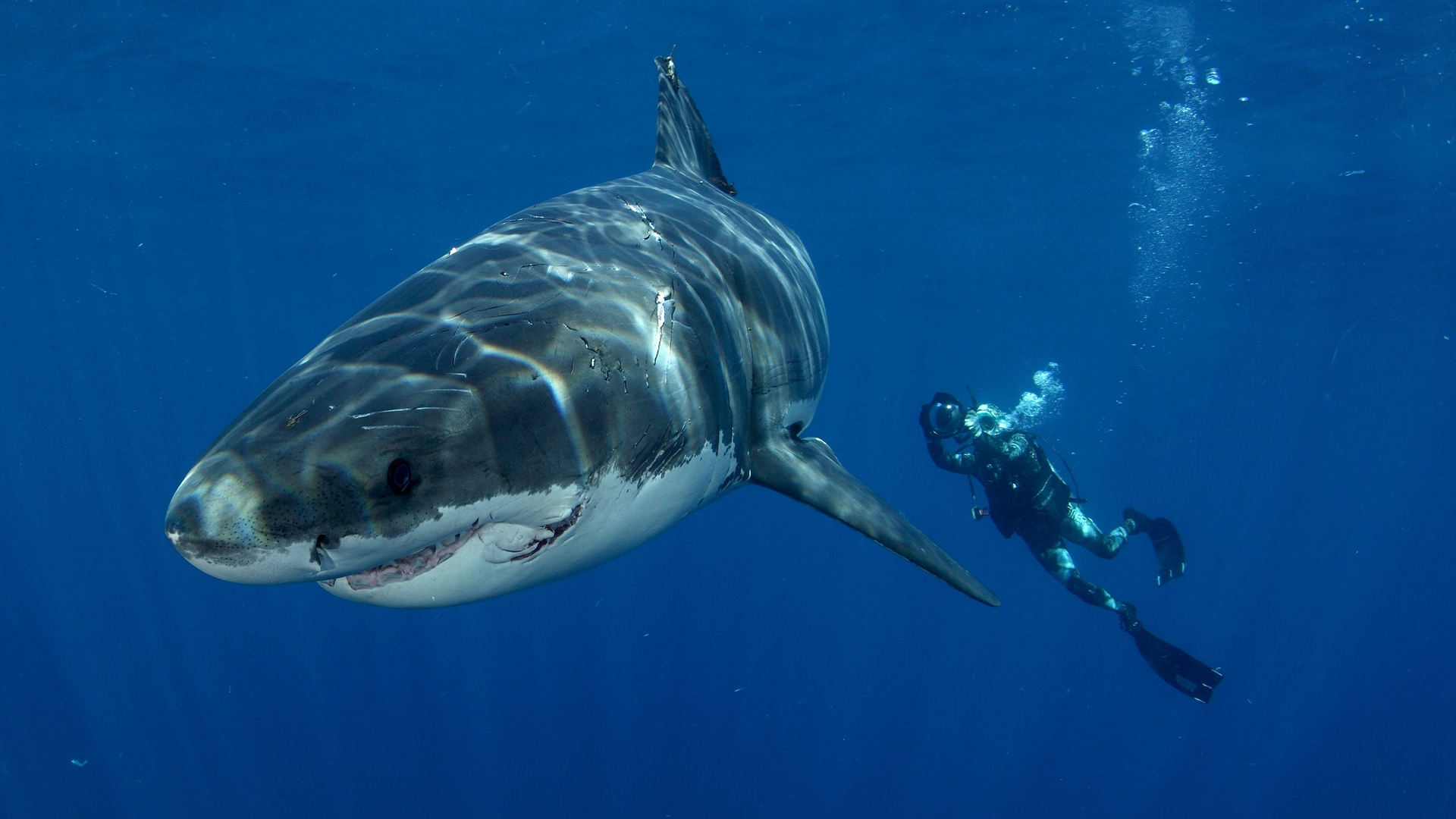 Photo free big, white shark, diver