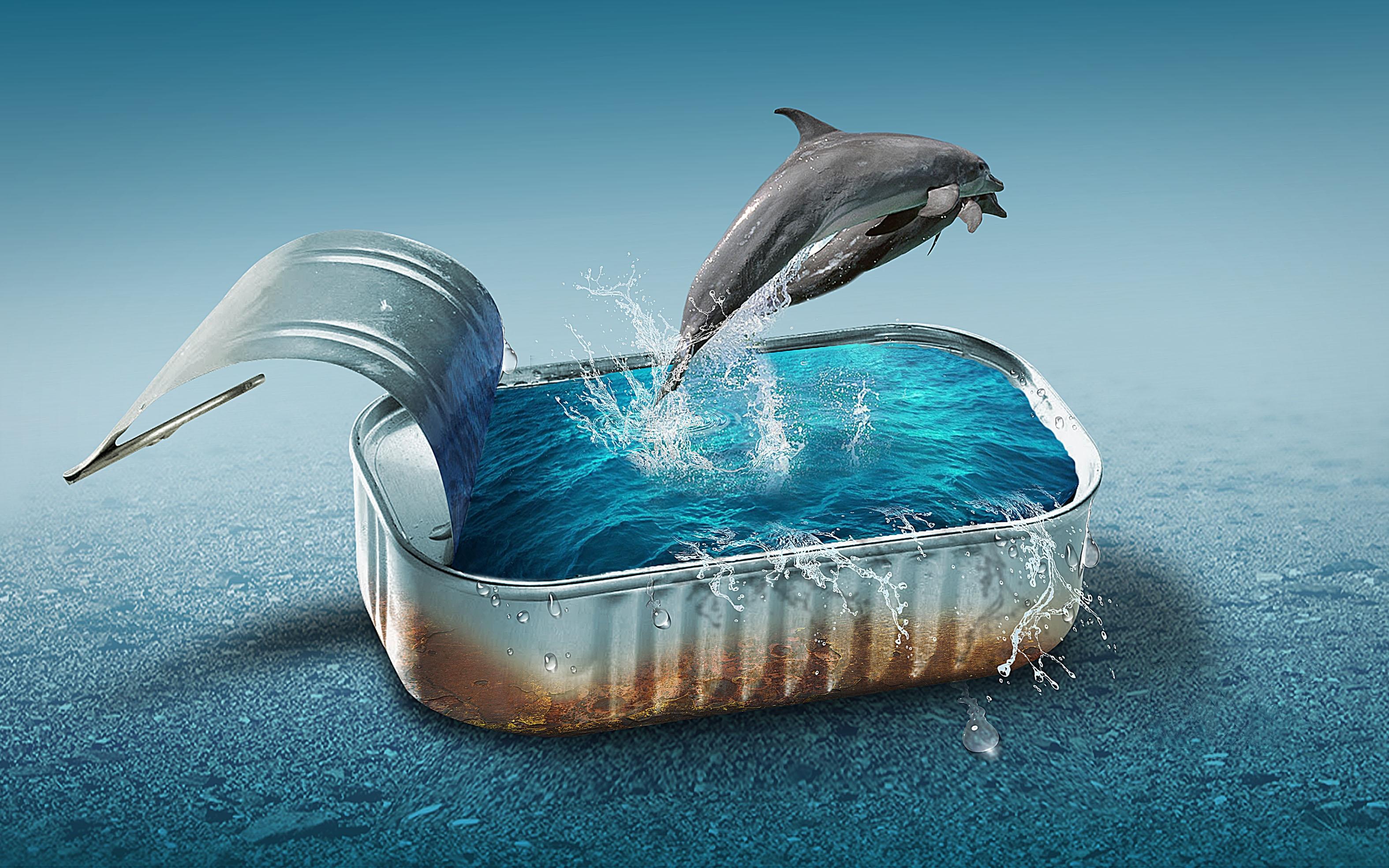 Фото бесплатно банка, вода, дельфины