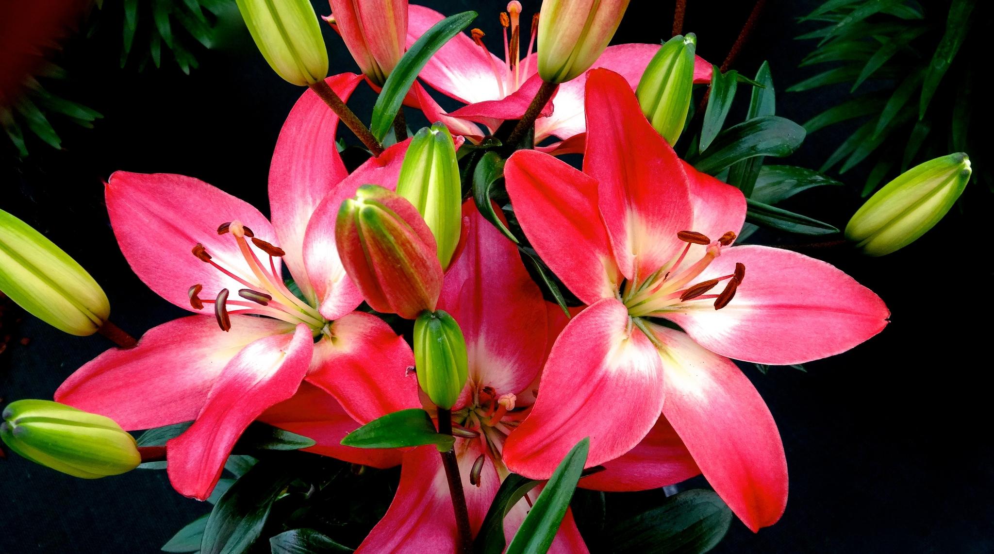 Free photo Flowers beautiful pictures, lilies free