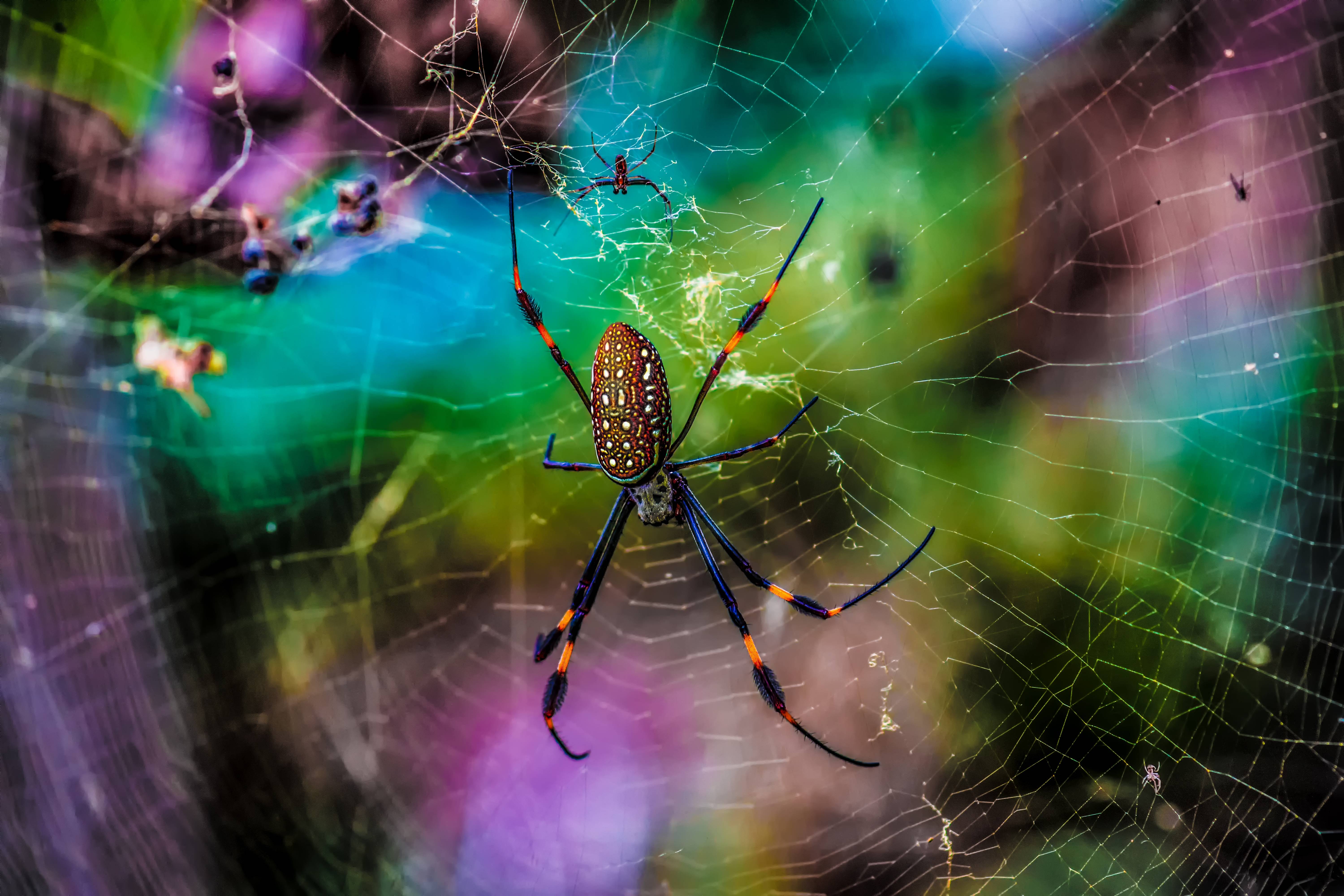 Wallpapers spider web macro on the desktop
