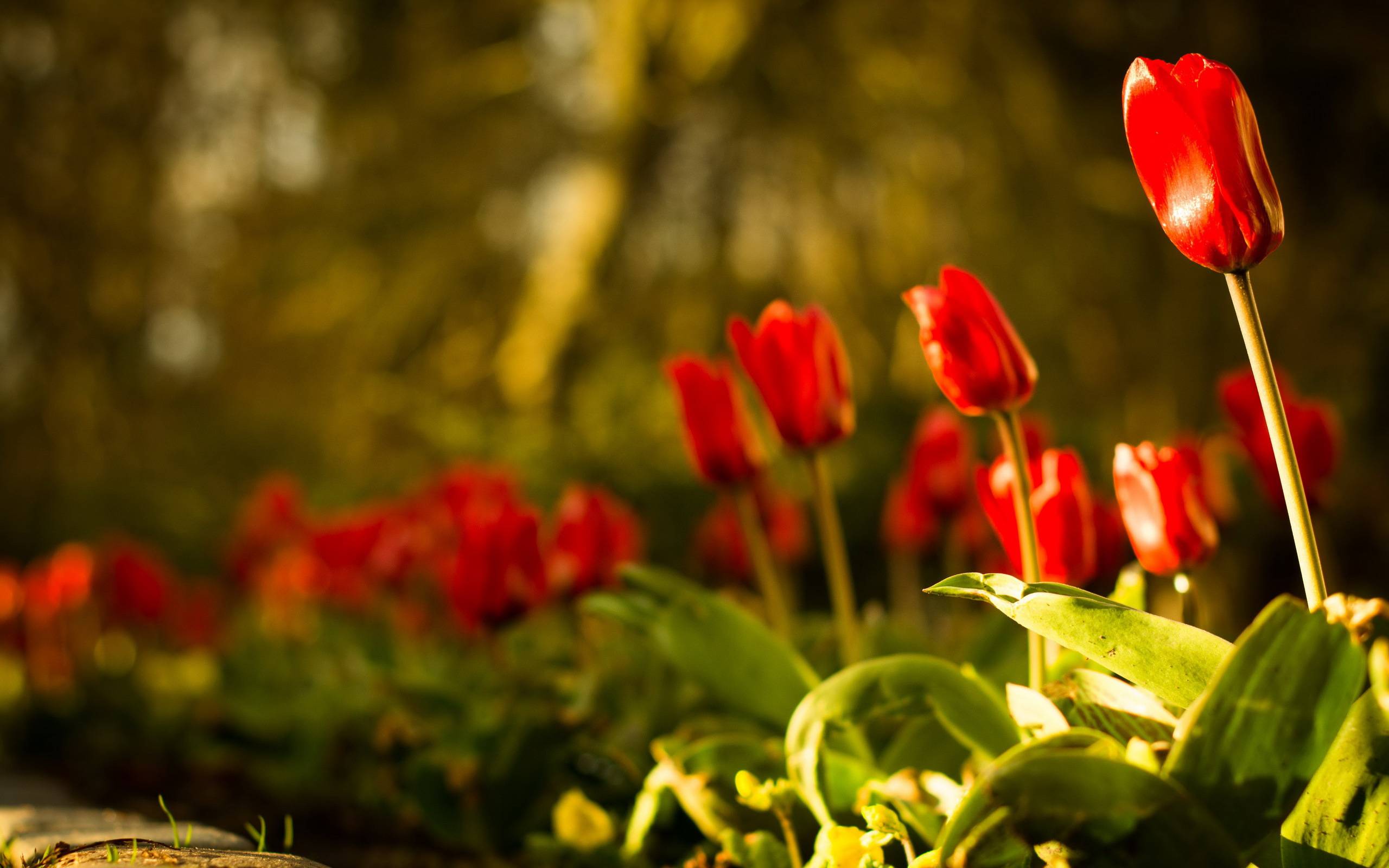 Фото красивые красочные цветы цветы - бесплатные картинки на Fonwall