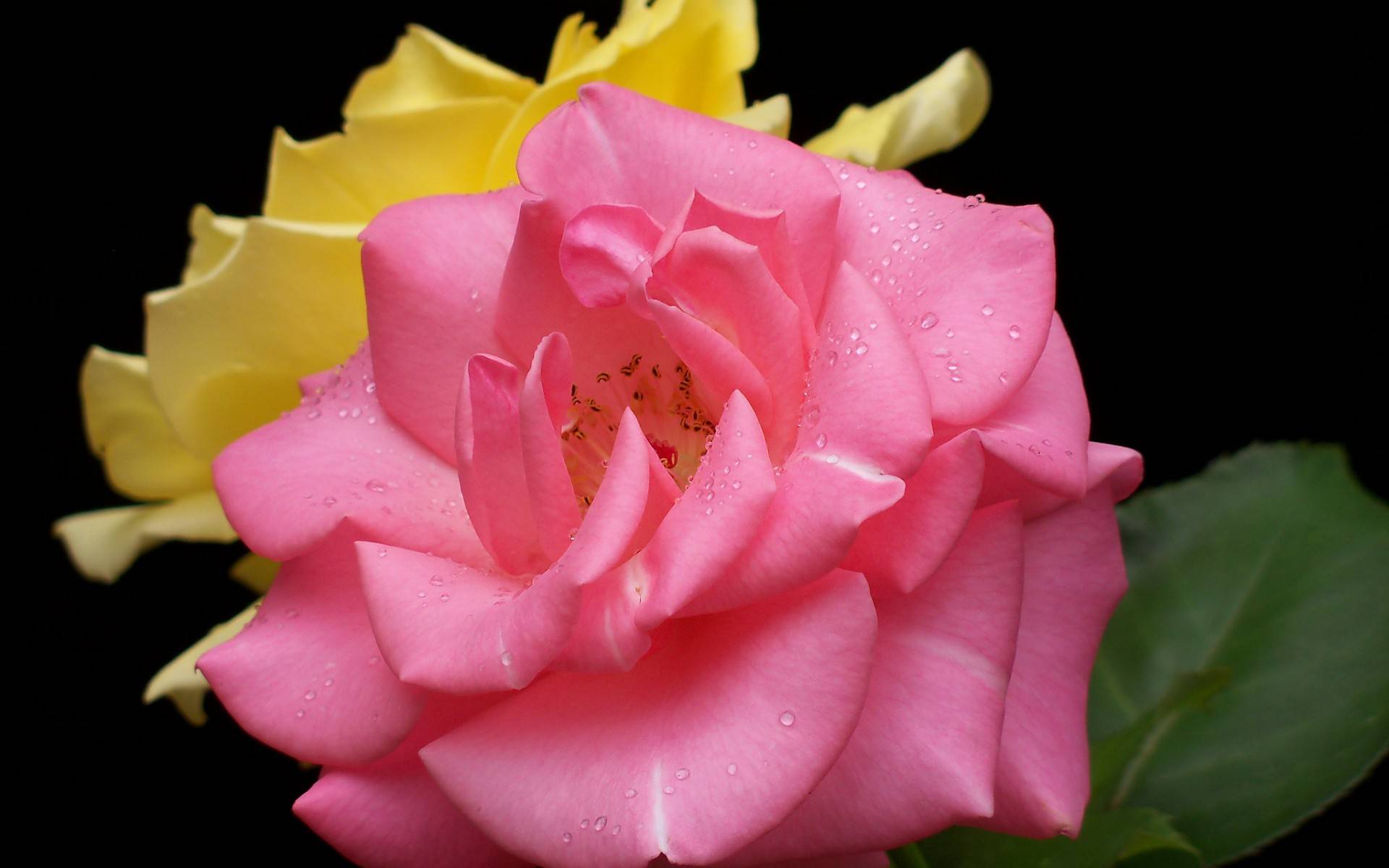 Обои розы розовая желтая на рабочий стол