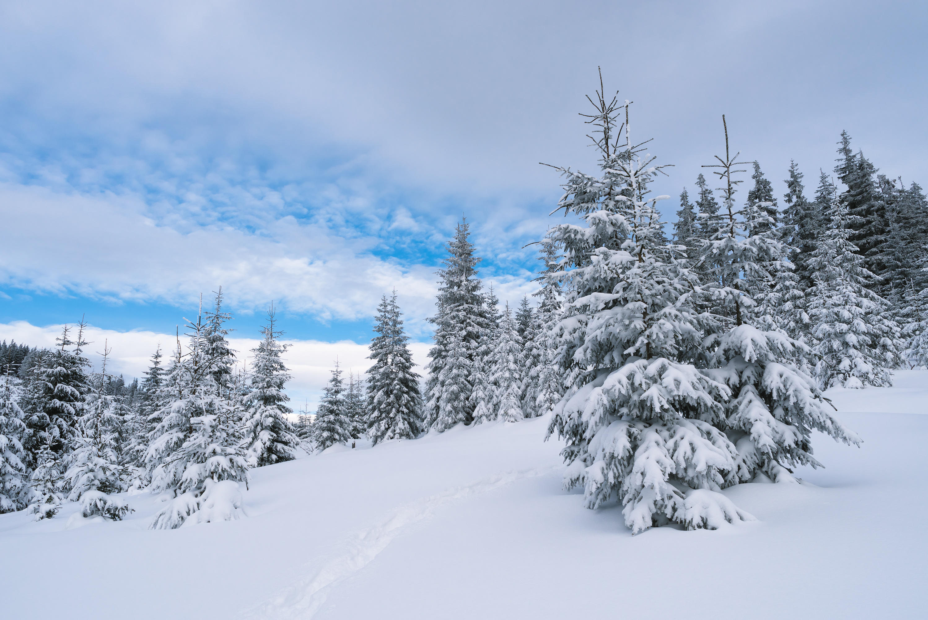 Фото бесплатно ветки в снегу, пейзажи, деревья в снегу
