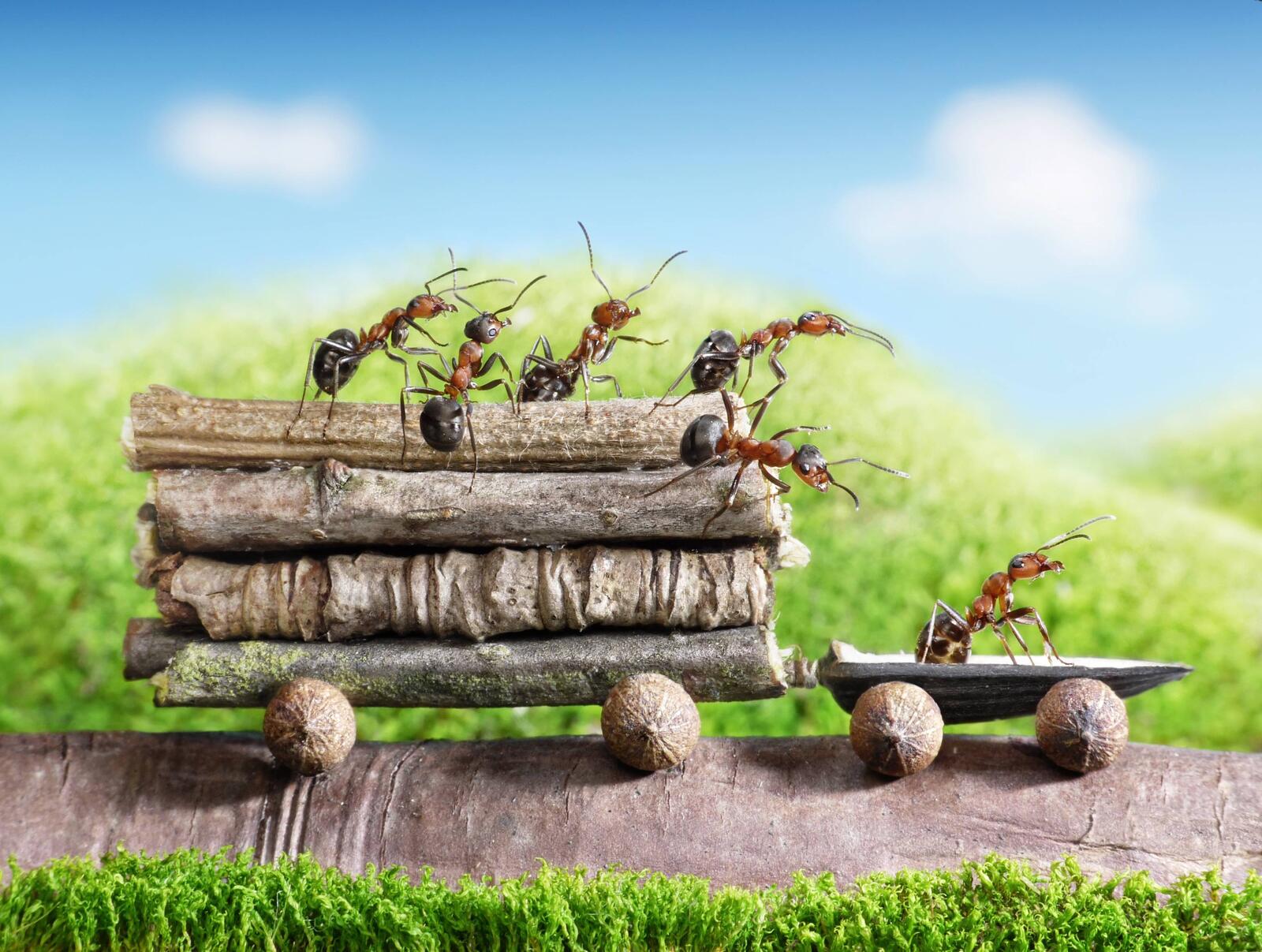 Обои муравьи макро зеленая трава на рабочий стол