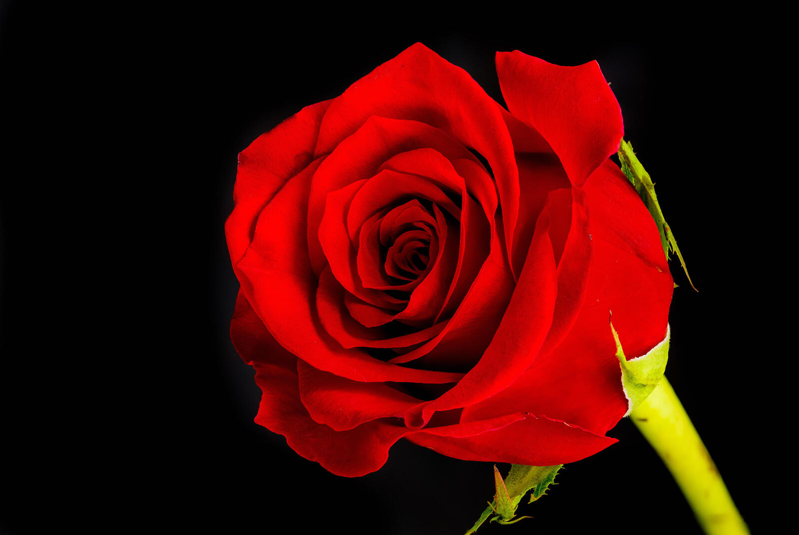 Обои красные бутоны красные розы флора на рабочий стол