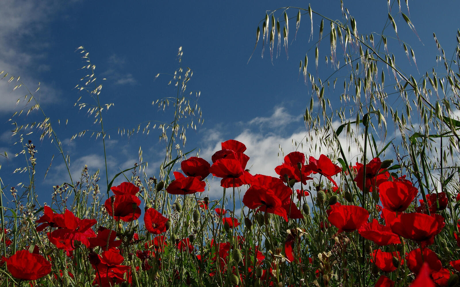 Wallpapers grass sky poppies on the desktop